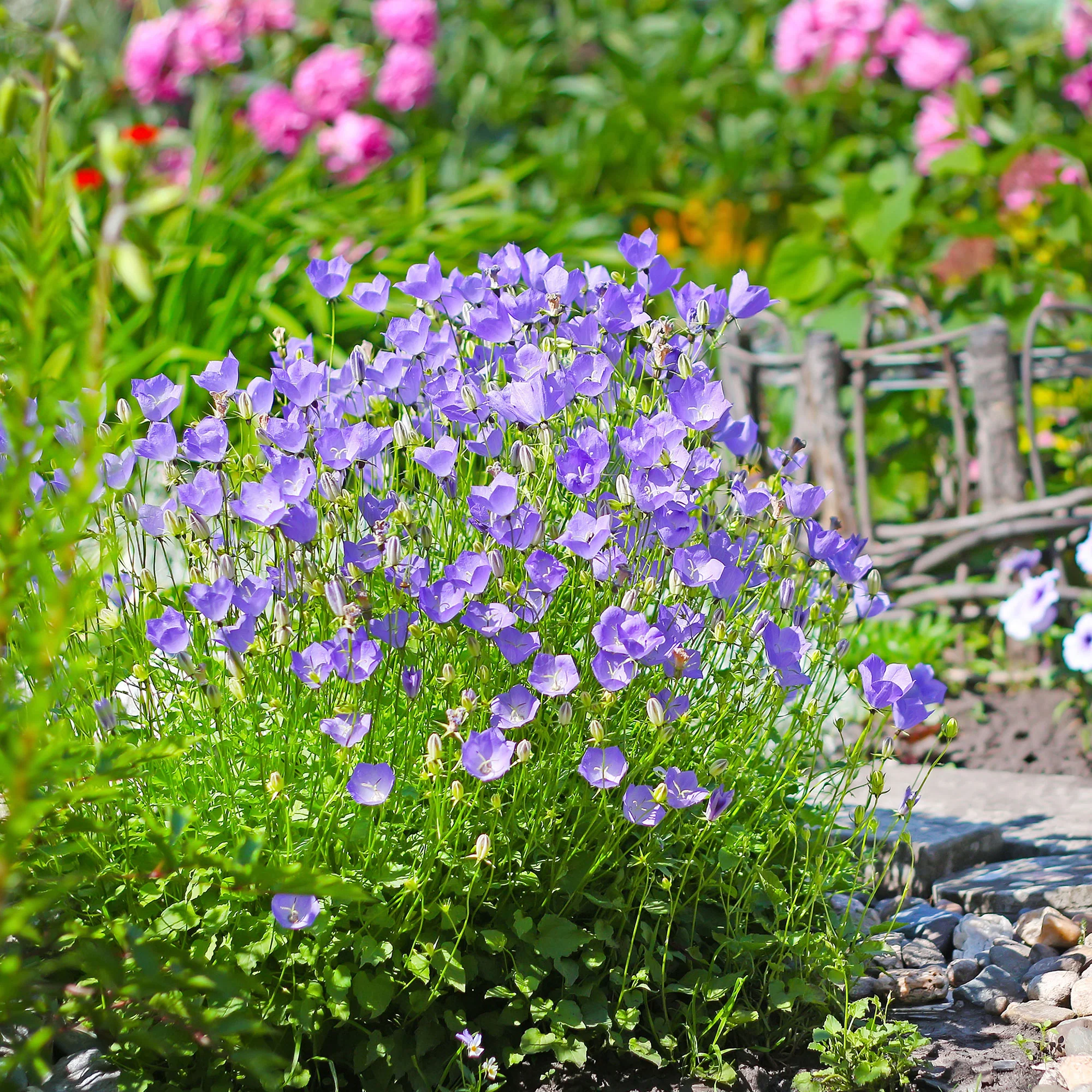 Karpaten-Glockenblume - Image 4