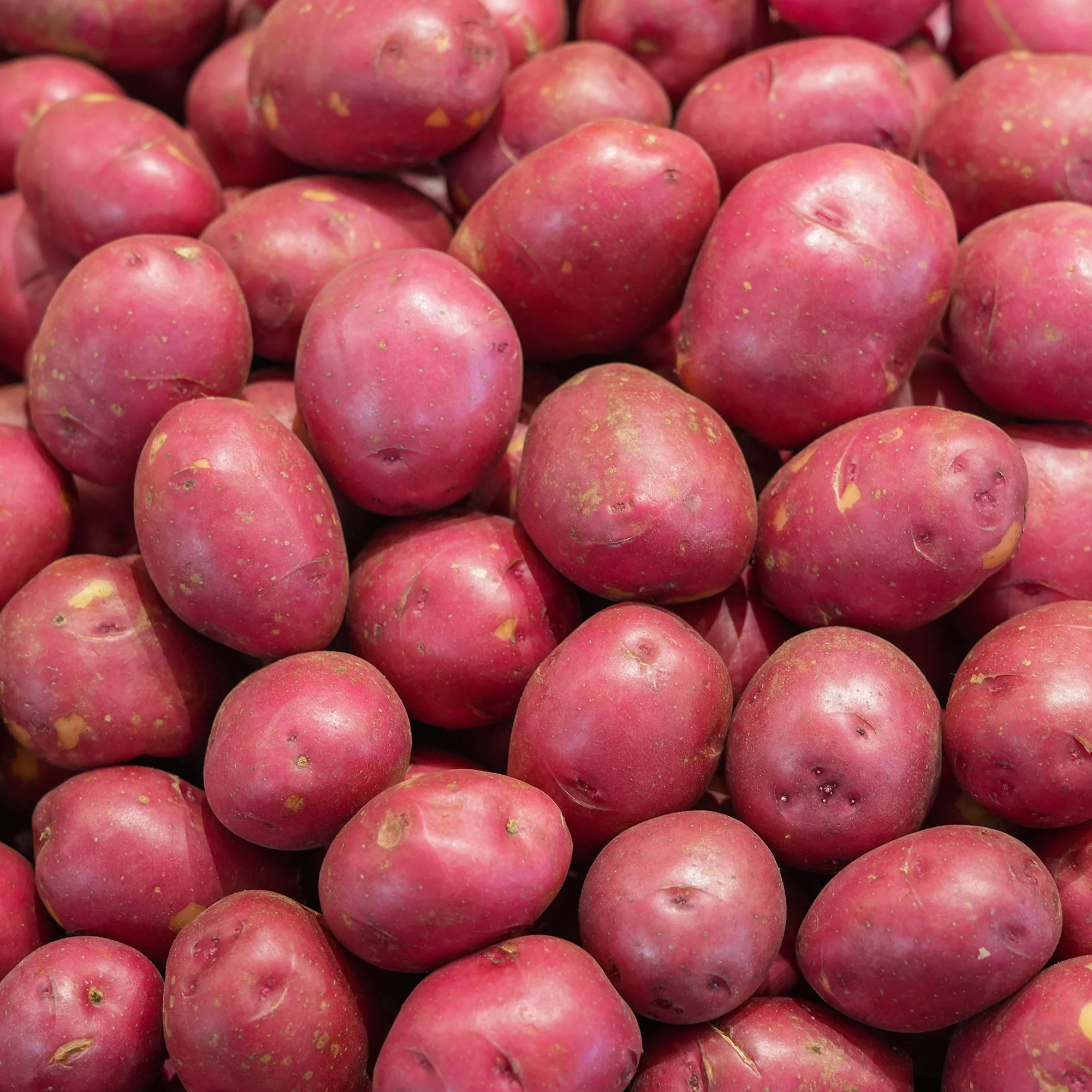 Kartoffel ‘Rouge des Flandres’ (x10) - Image 3