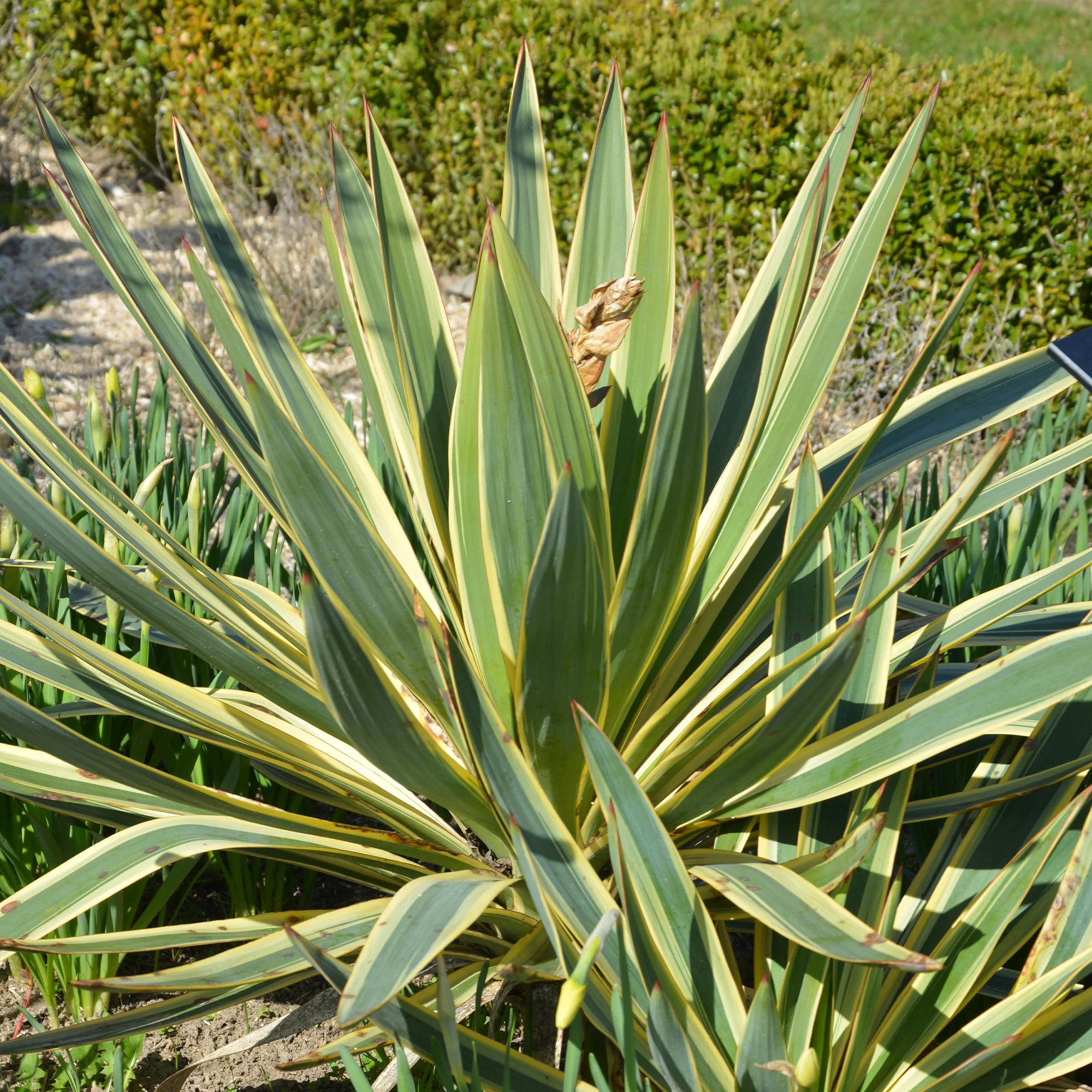 Kerzen-Palmlilie ‘Citrus Twist’®