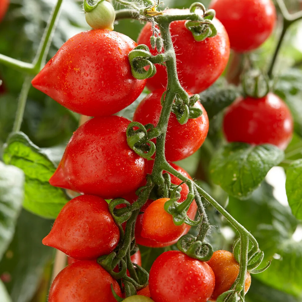 Cherrytomate ‘Heartbreaker Vita’ F1 - Image 3