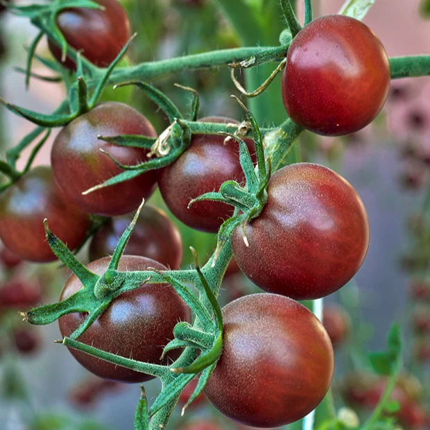 Cherrytomate ‘Chocolate Cherry’ - Image 3