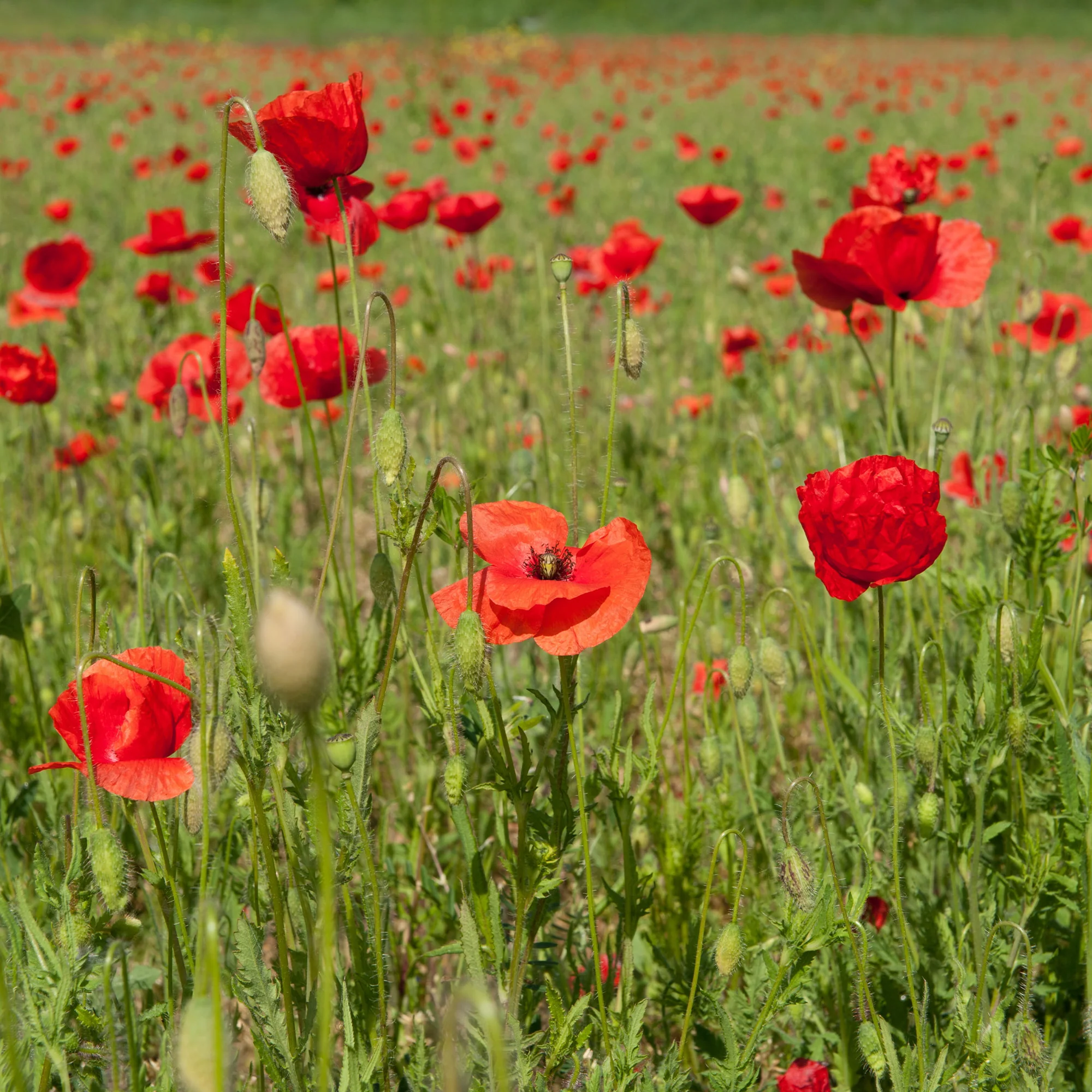 Klatschmohn ‘Red Corn Poppy’ Bio - Image 3