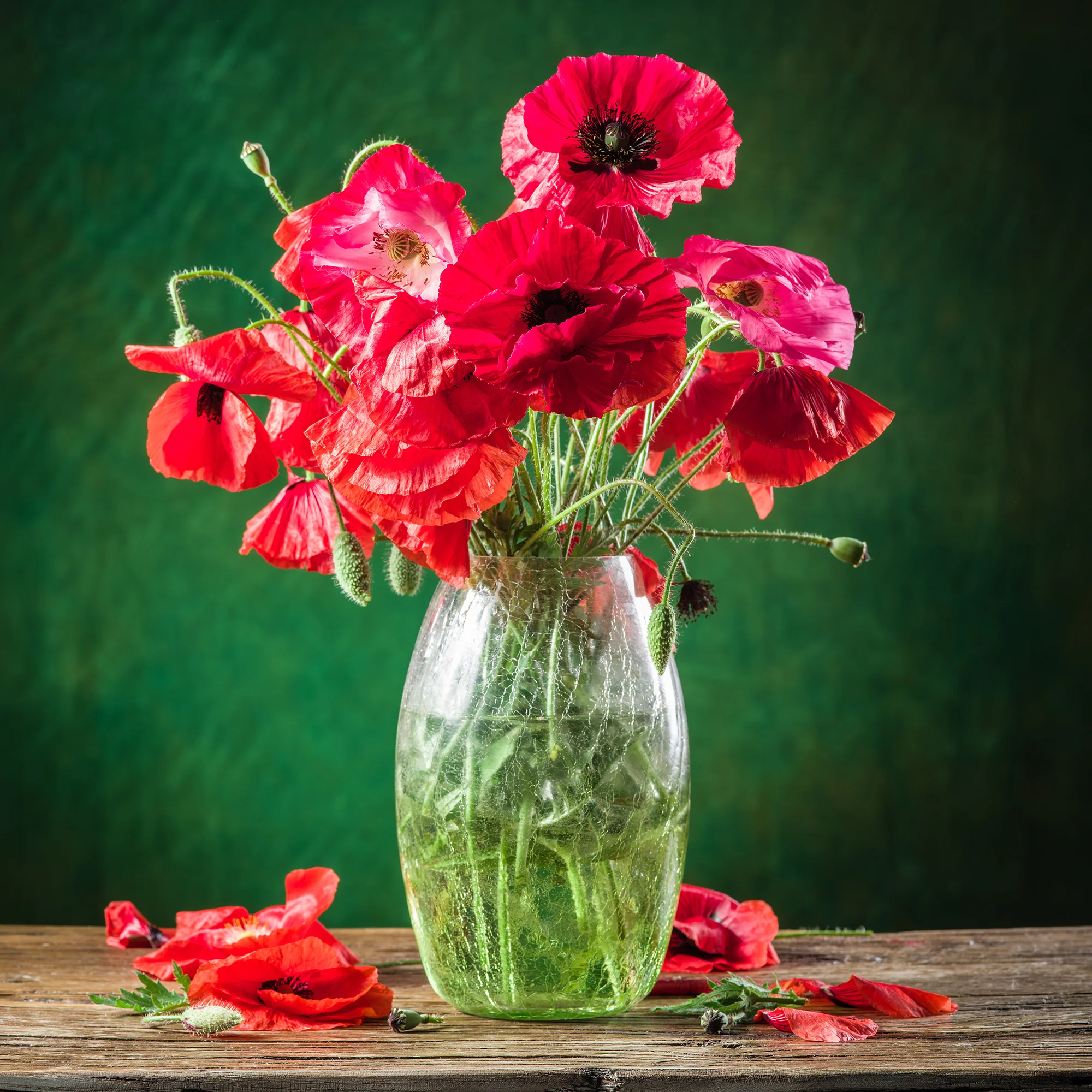 Klatschmohn ‘Red Corn Poppy’ Bio - Image 7