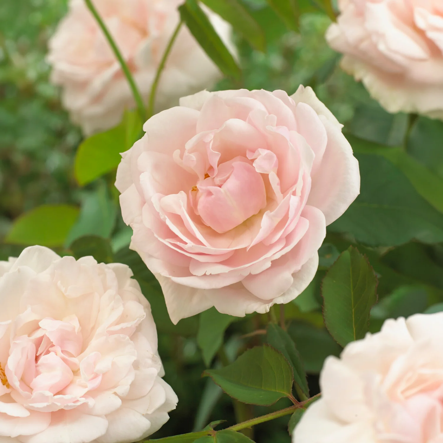 Kletterrose Madame Alfred Carrière - Image 4