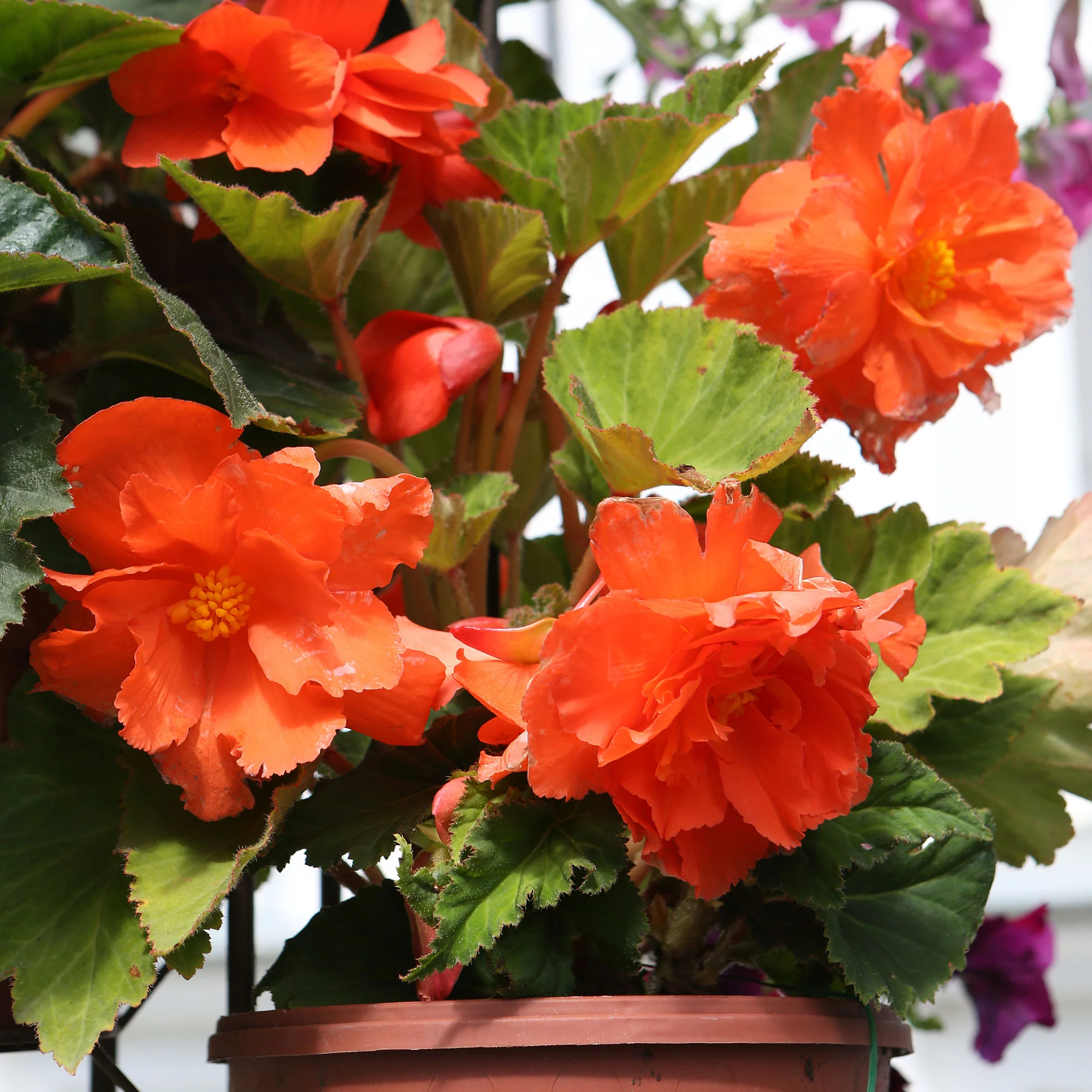 Knollenbegonie Orange
