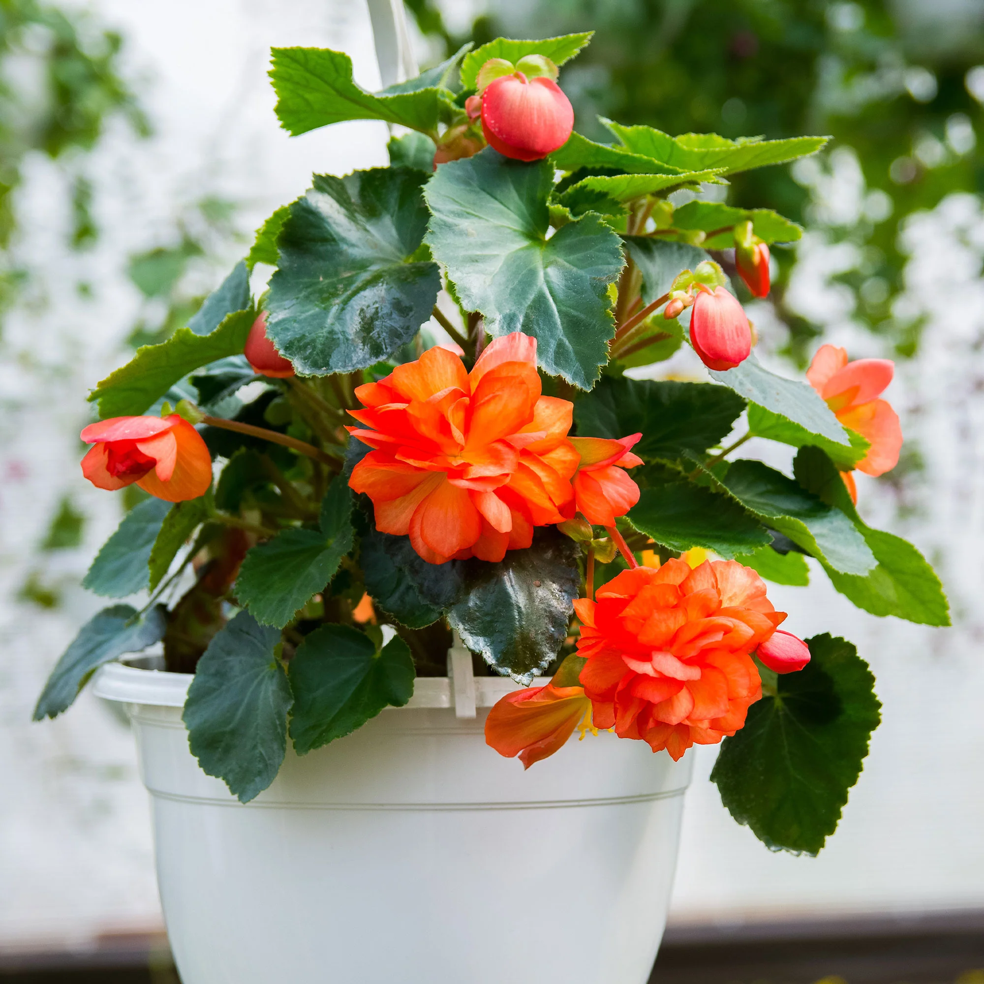 Knollenbegonie Orange - Image 2