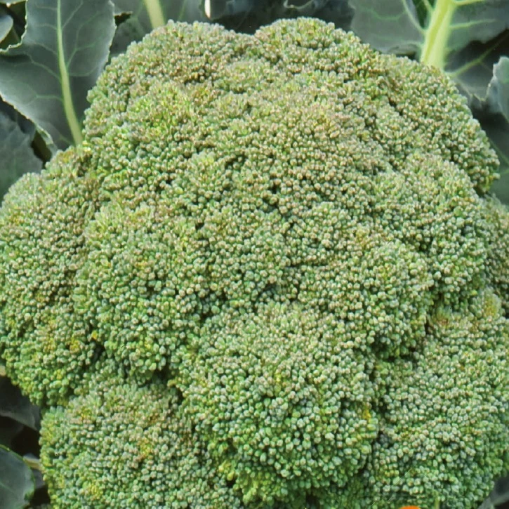 Brokkoli ‘Calabrese Natalino’ - Image 5