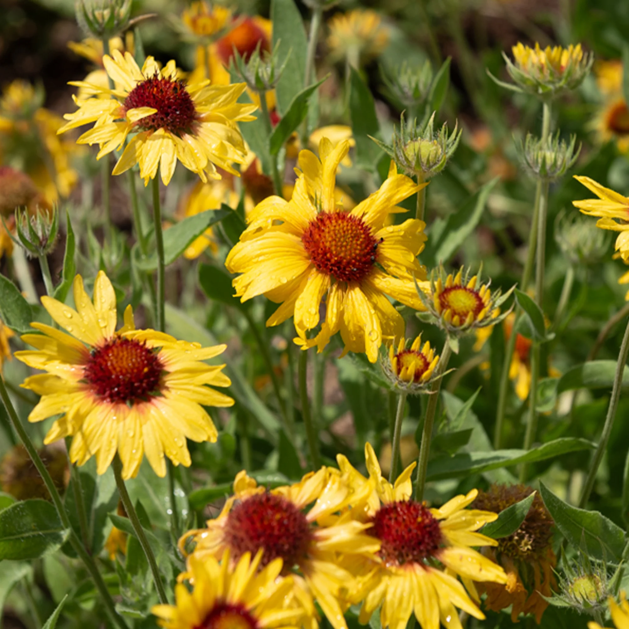 Kokardenblume ‘Amber Wheels’