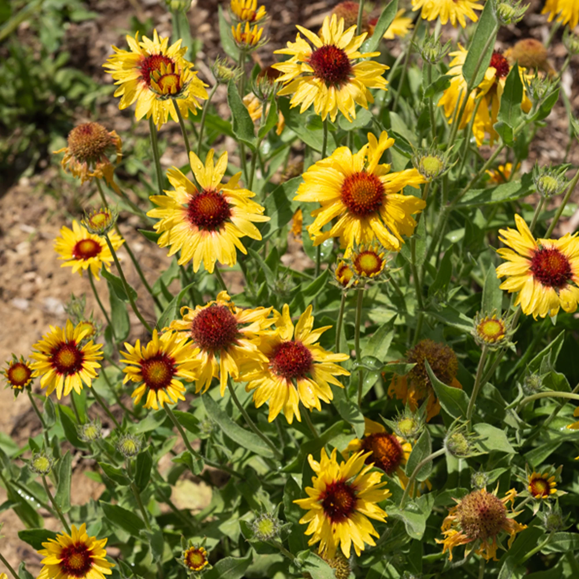 Kokardenblume ‘Amber Wheels’ - Image 2