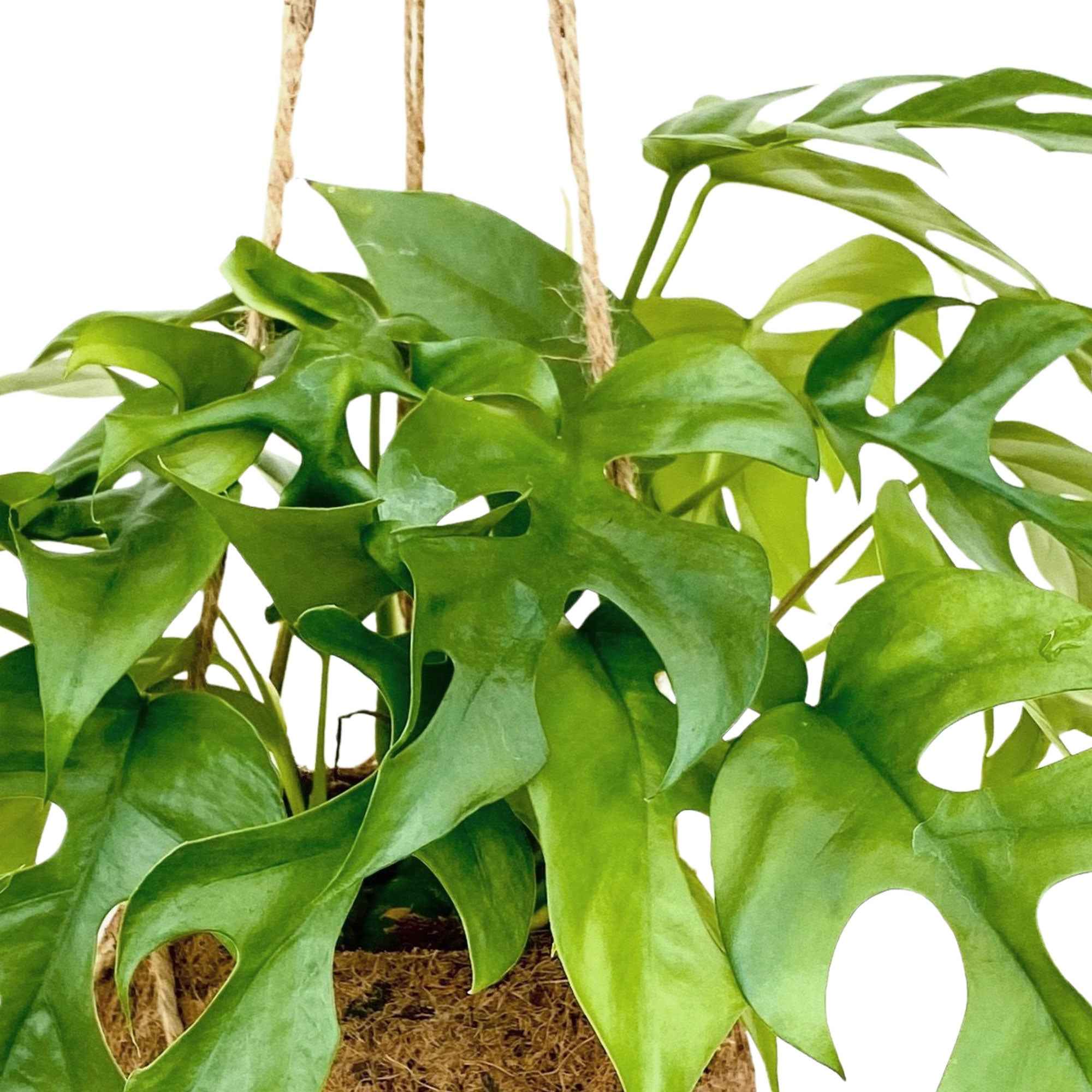 Kokodama Lochpflanze Monstera minima Inkl. Kokostopf - Image 2