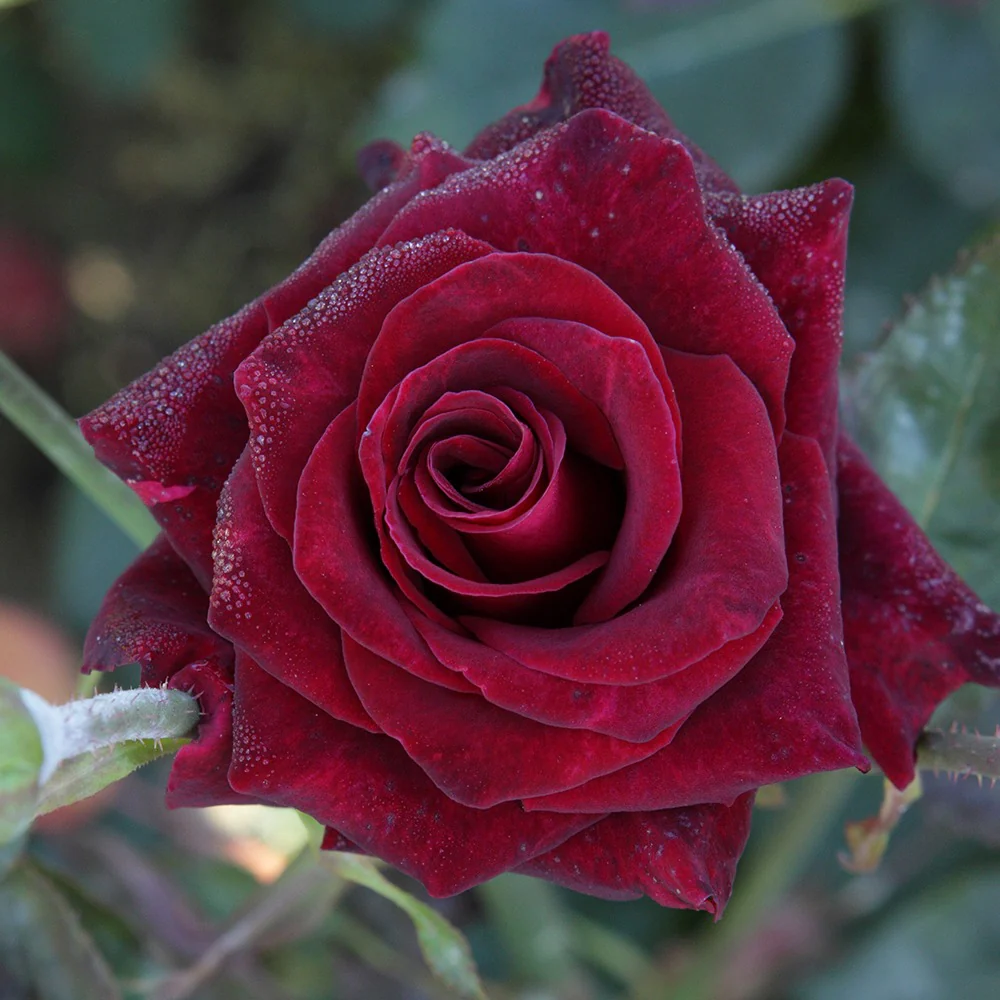 Kollektion Edelrosen (Black Baccara, Candy stripe, Helga) (x3) - Image 2