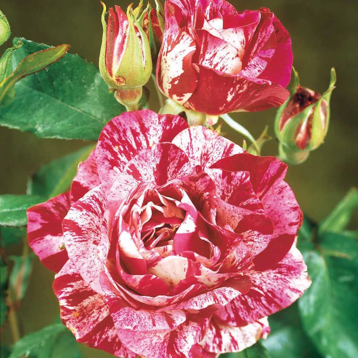 Kollektion Edelrosen (Black Baccara, Candy stripe, Helga) (x3) - Image 3