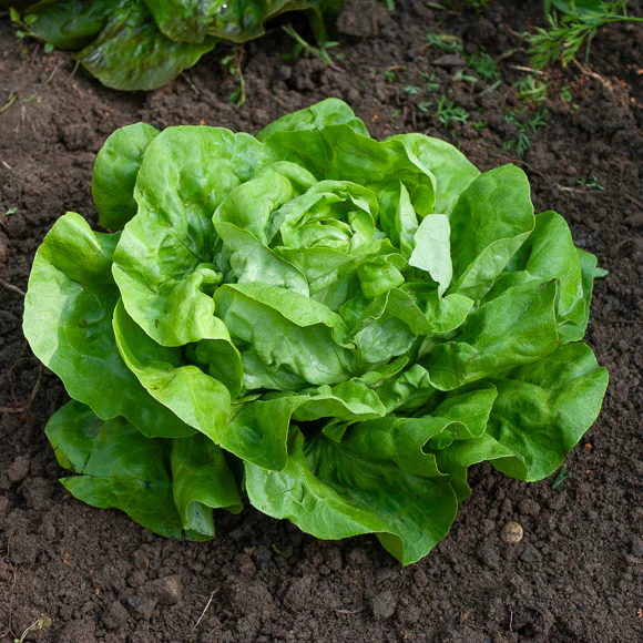 Kopfsalat Rigoletto - Image 4