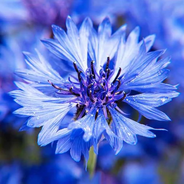 Kornblume Blue Boy - Image 3