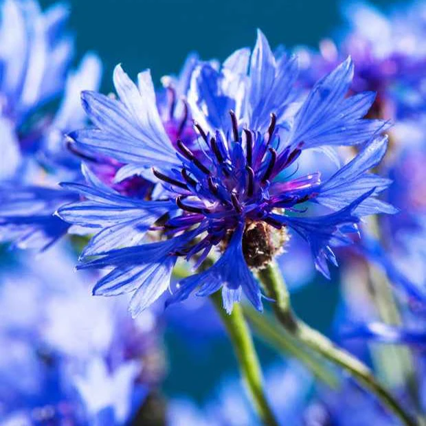 Kornblume Blue Boy - Image 4