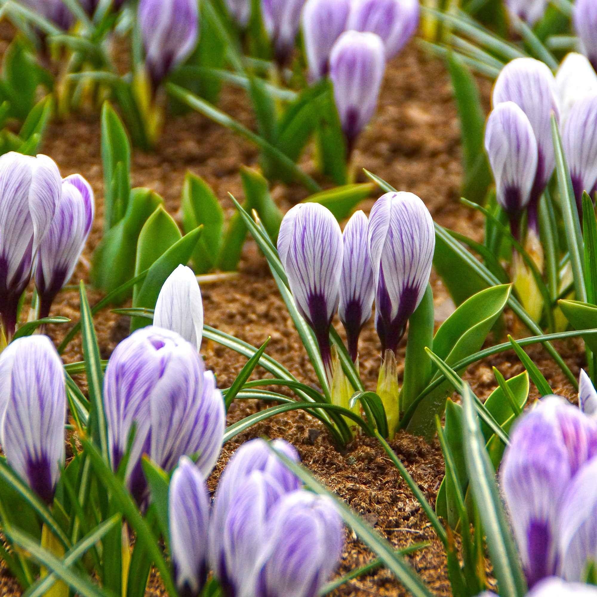 Krokus 'Pickwick' (x15) - Image 3