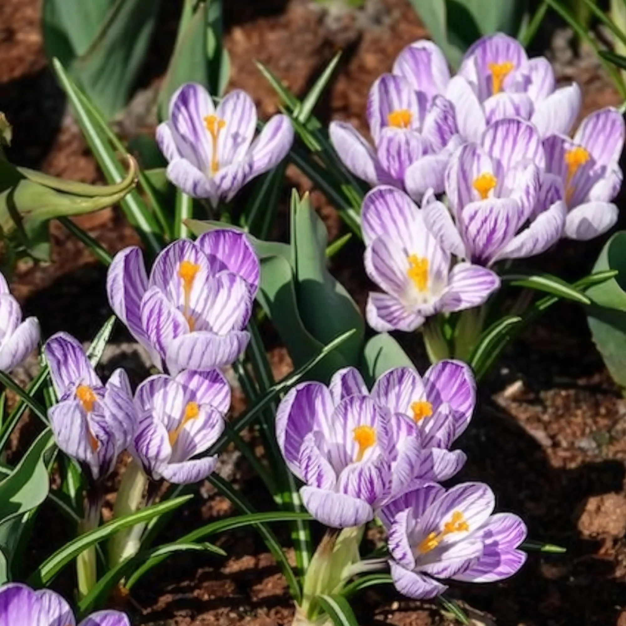 Krokus 'Pickwick' (x15) - Image 6