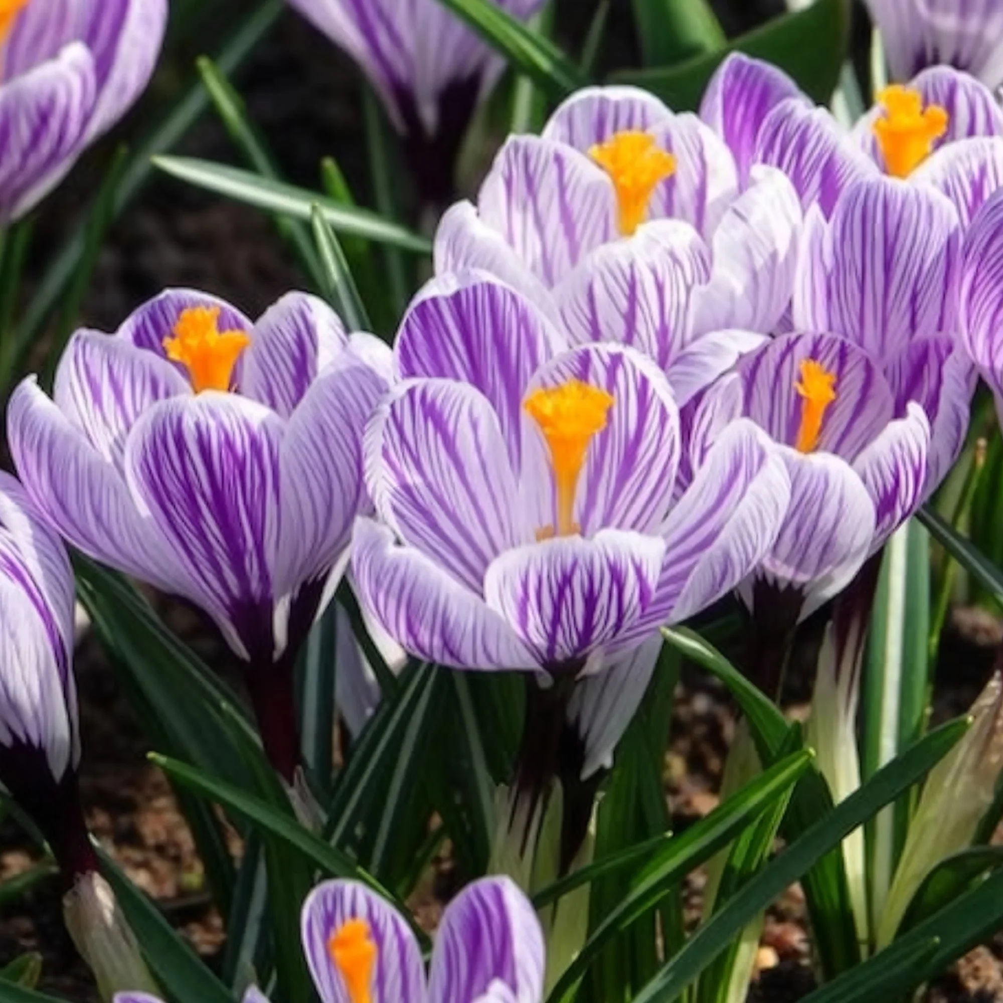 Krokus 'Pickwick' (x15) - Image 7