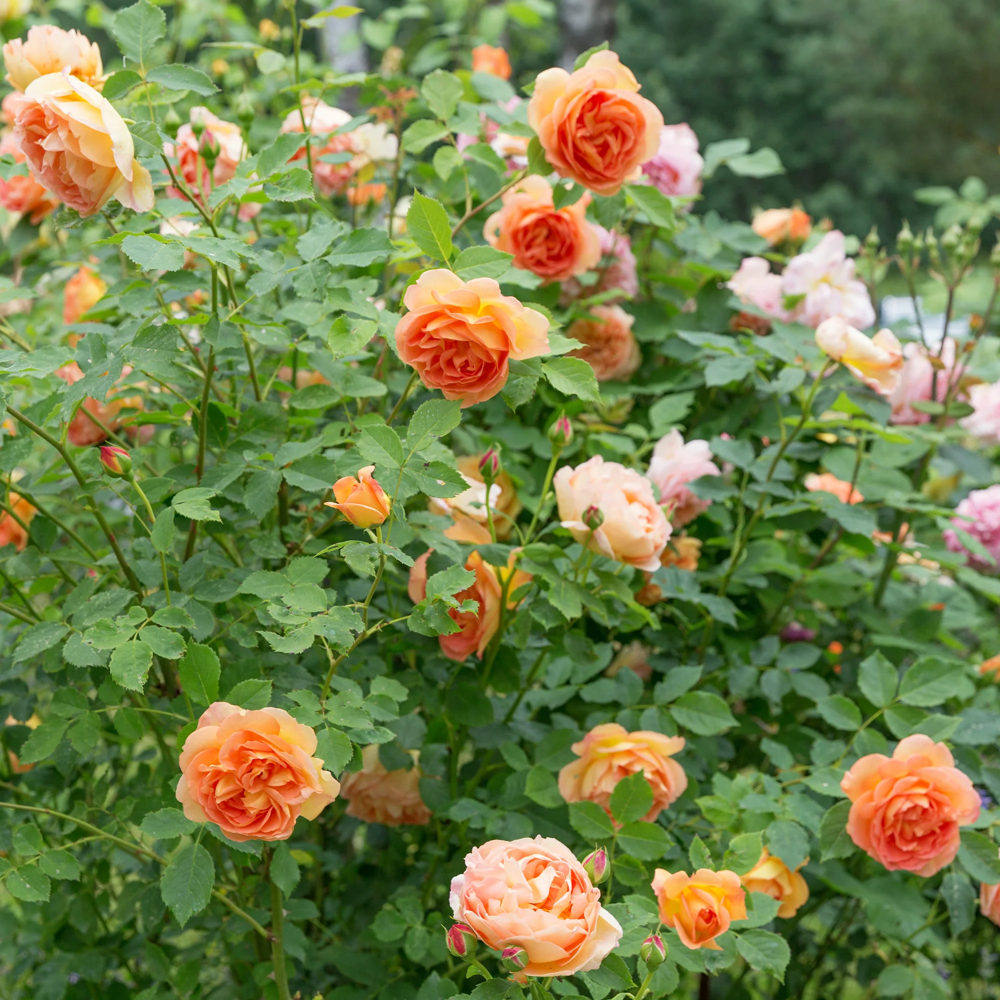Englische Rose 'Lady of Shalott'®