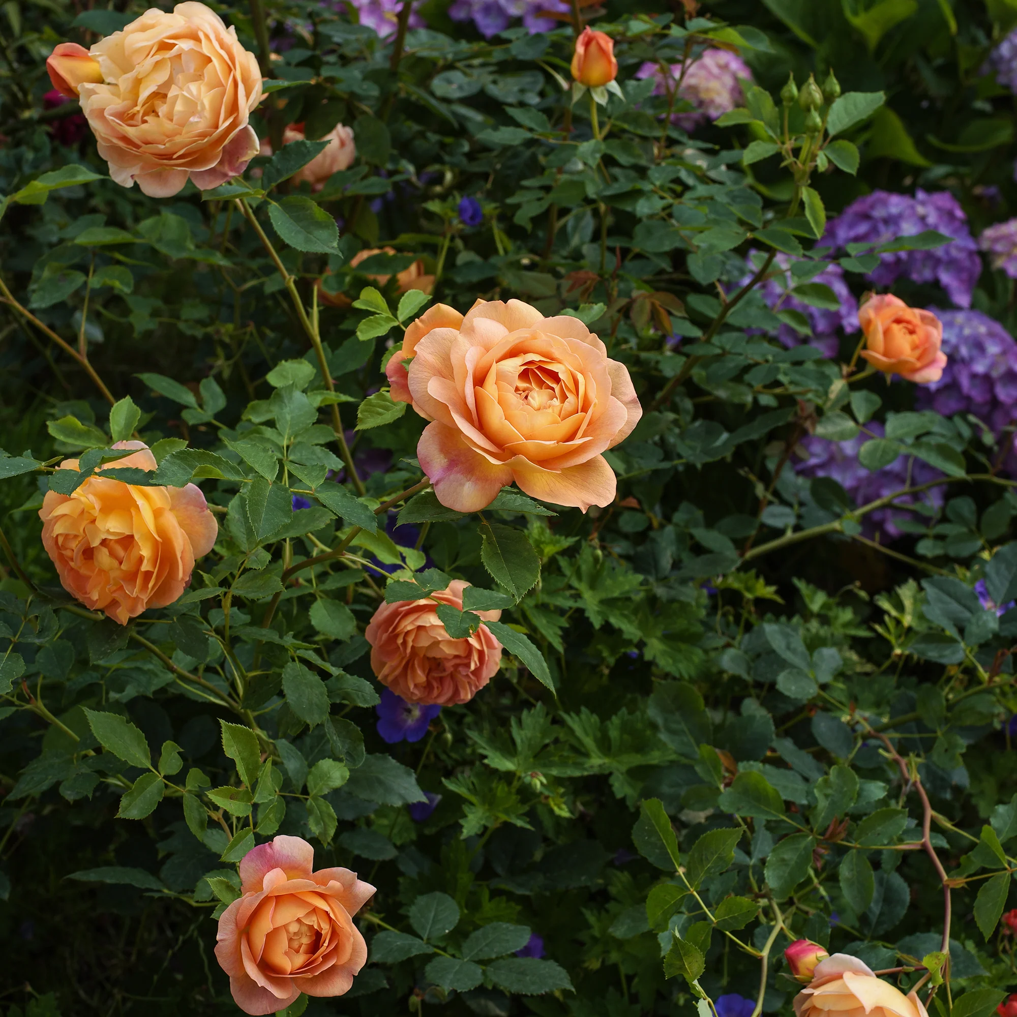 Englische Rose 'Lady of Shalott'® - Image 2