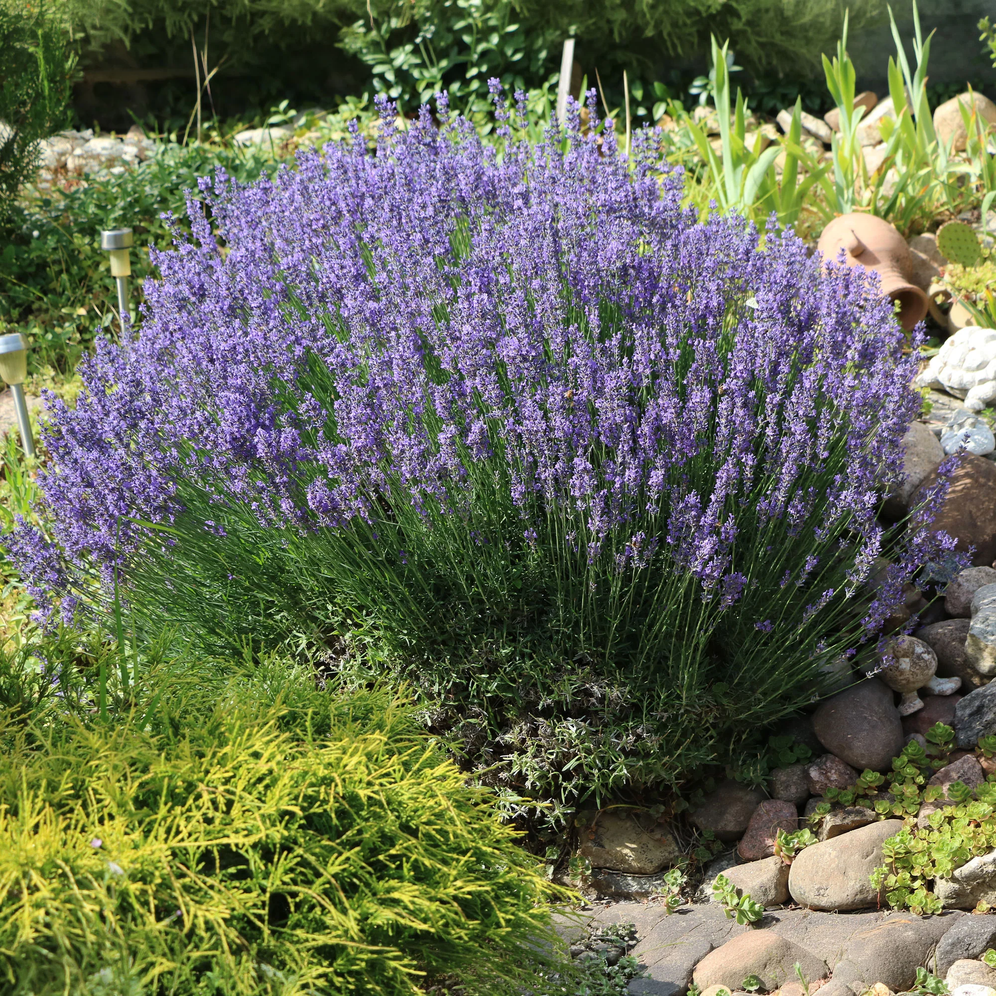Lavendel