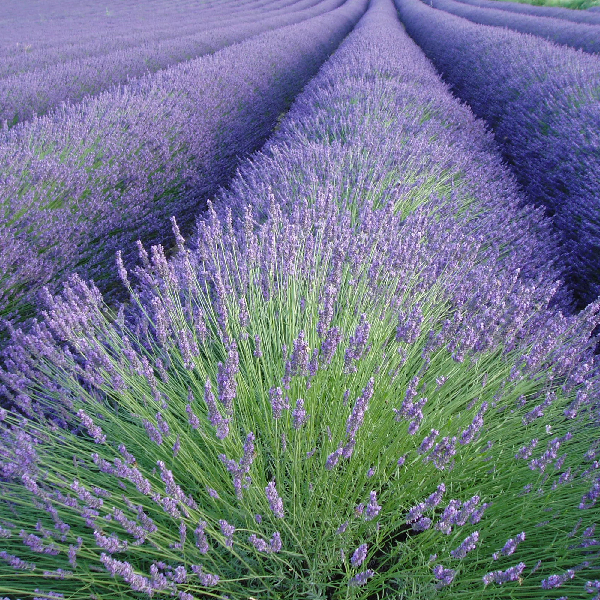 Lavendel - Image 2