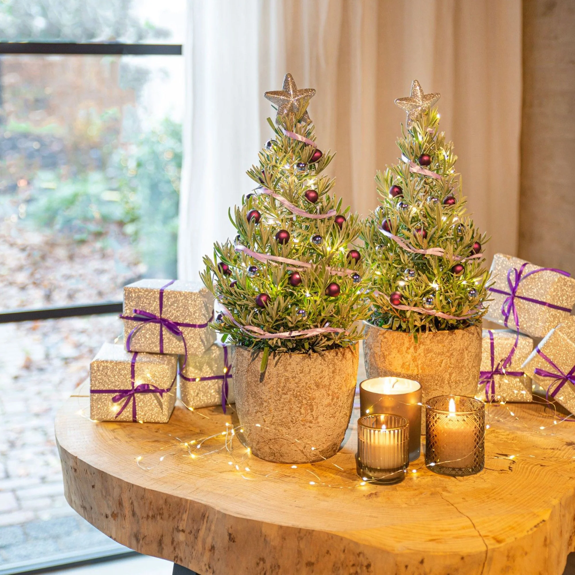 Lavendel  ' Weihnachtsbaum' - Image 3