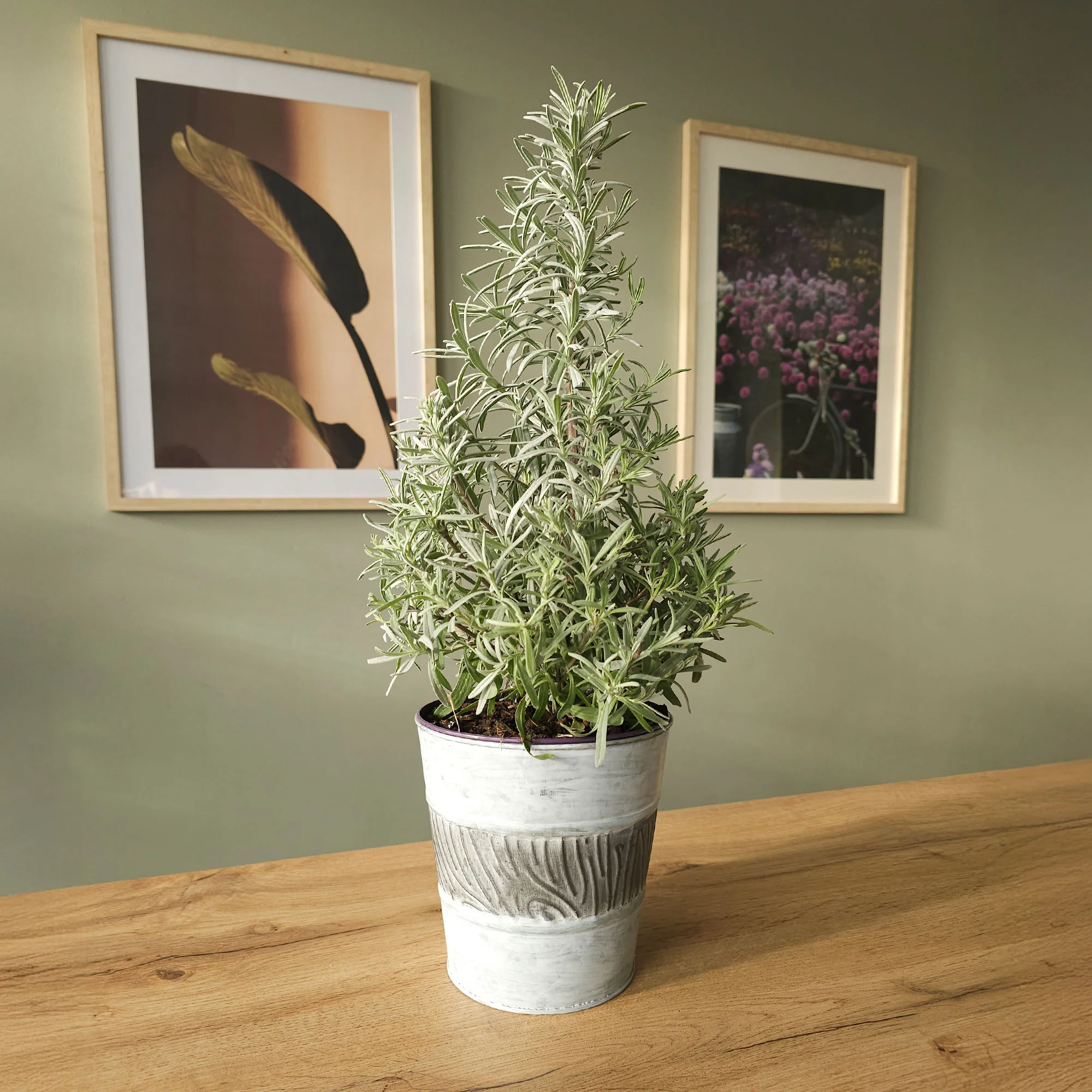 Lavendel  ' Weihnachtsbaum' - Image 4