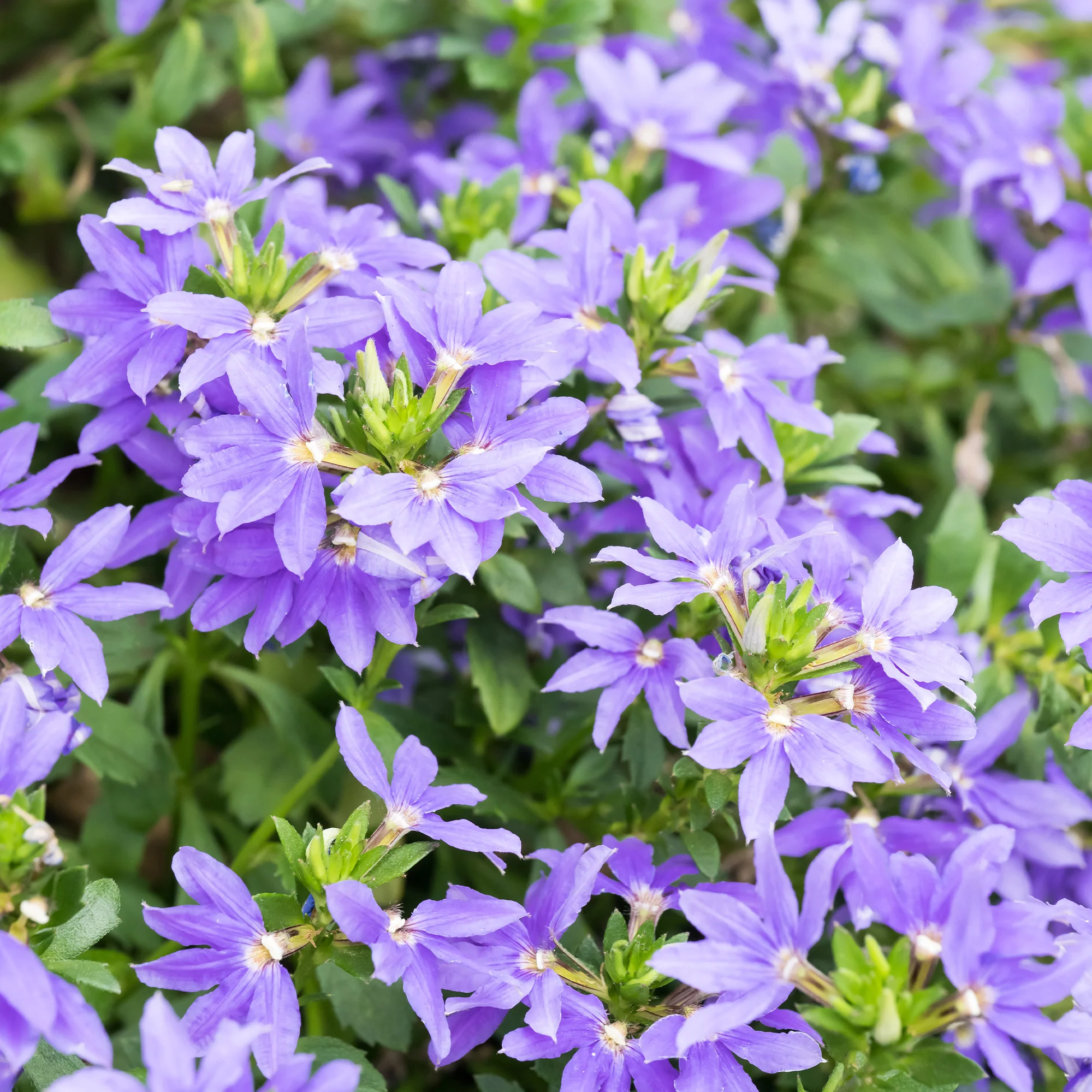 Lila Fächerblume - Image 2
