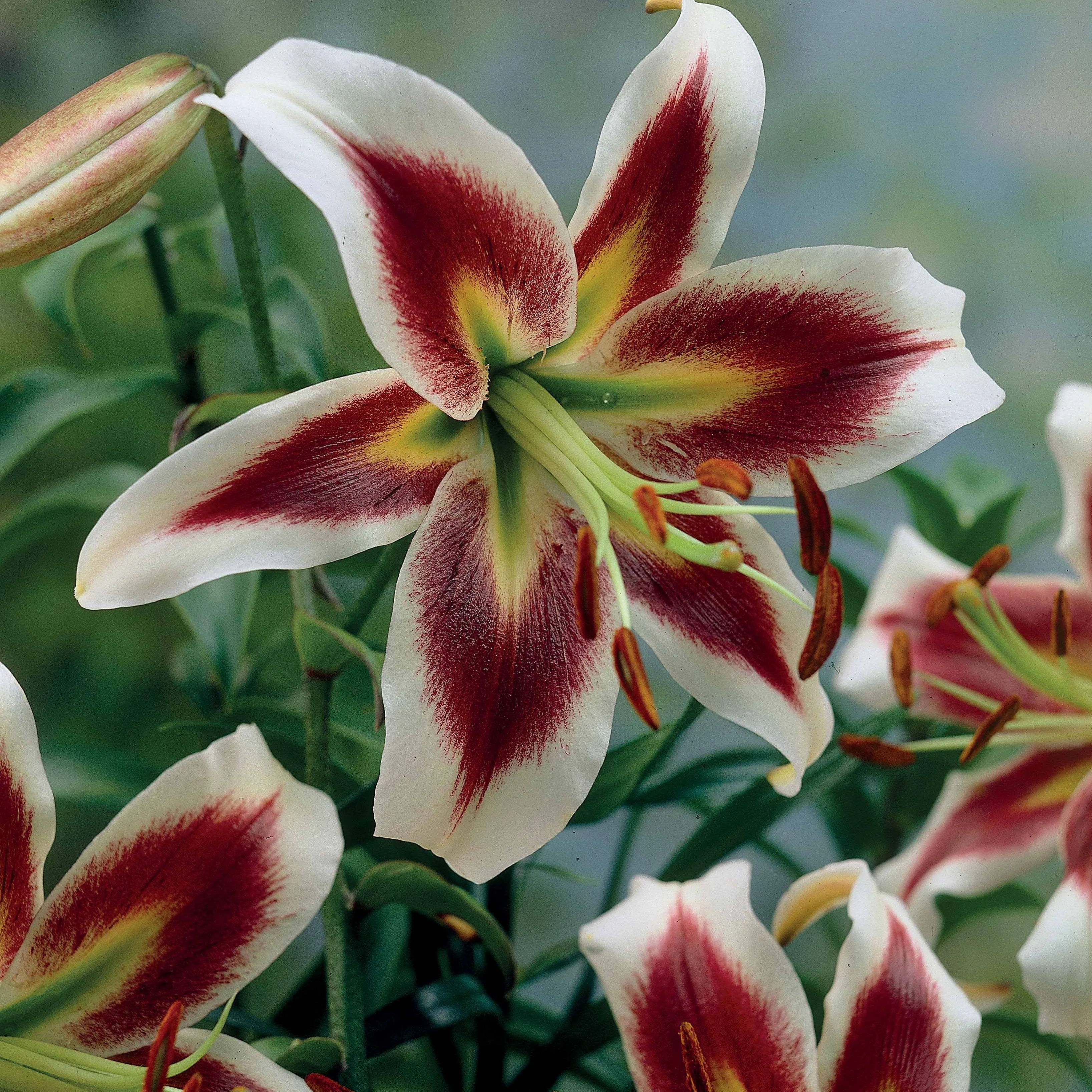 Lilien-Kollektion (x6) - Image 3