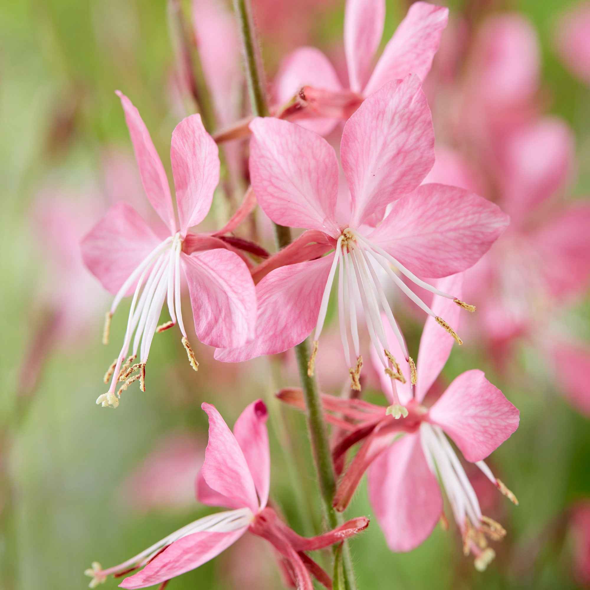 Lindheimers Prachtkerze 'Siskiyou Pink' - Image 2