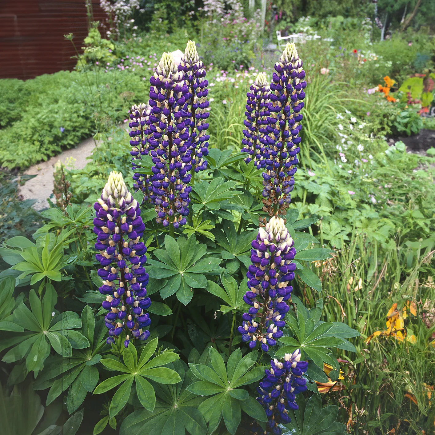 Lupine ‘The Governor’ - Image 2