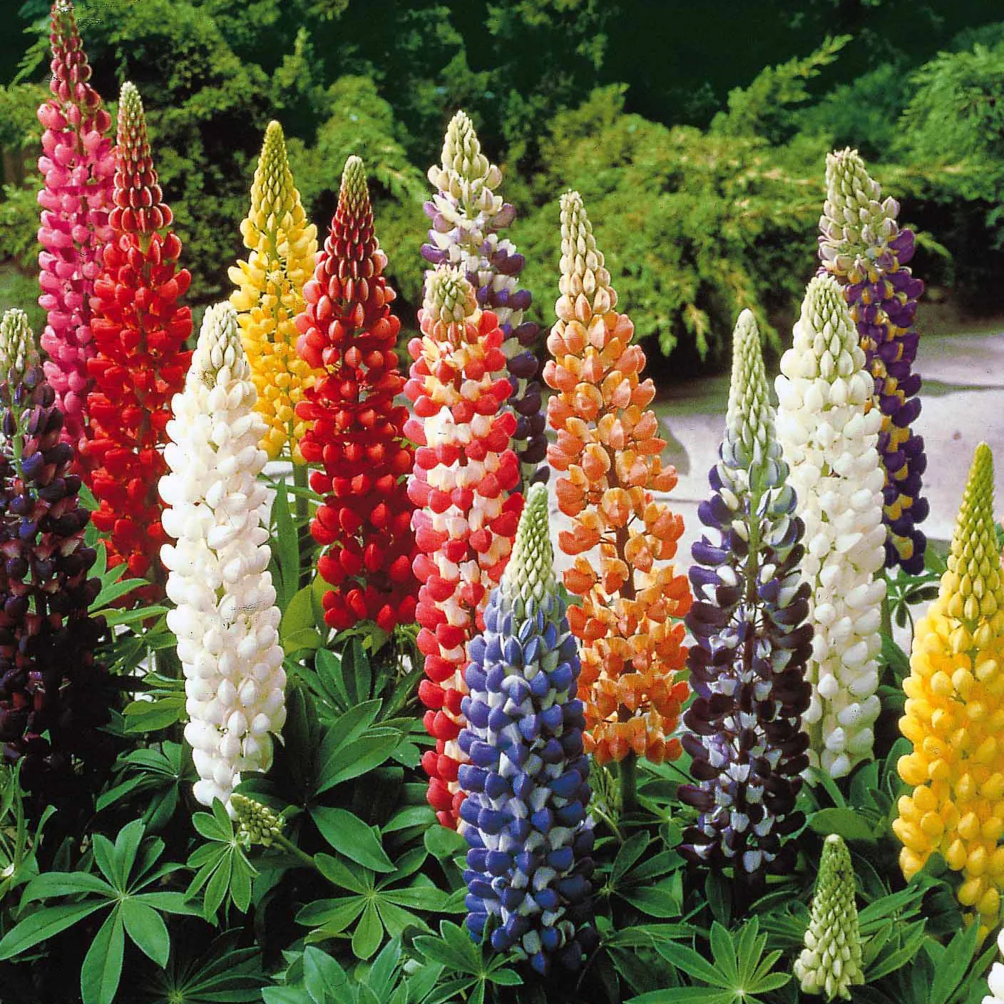 Lupinen Russel Mischung (x5) - Image 3