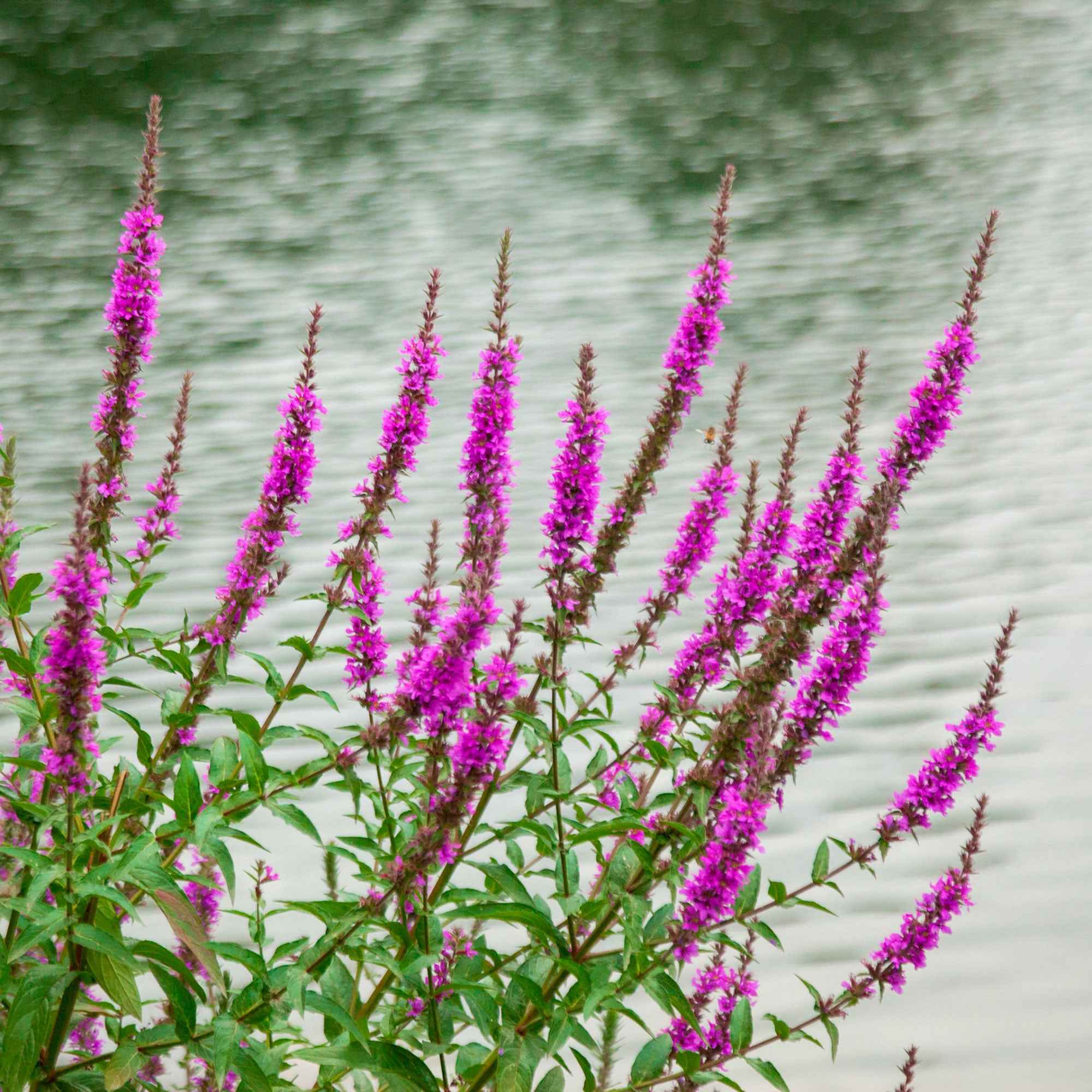 Blutweiderich ‘Robert’