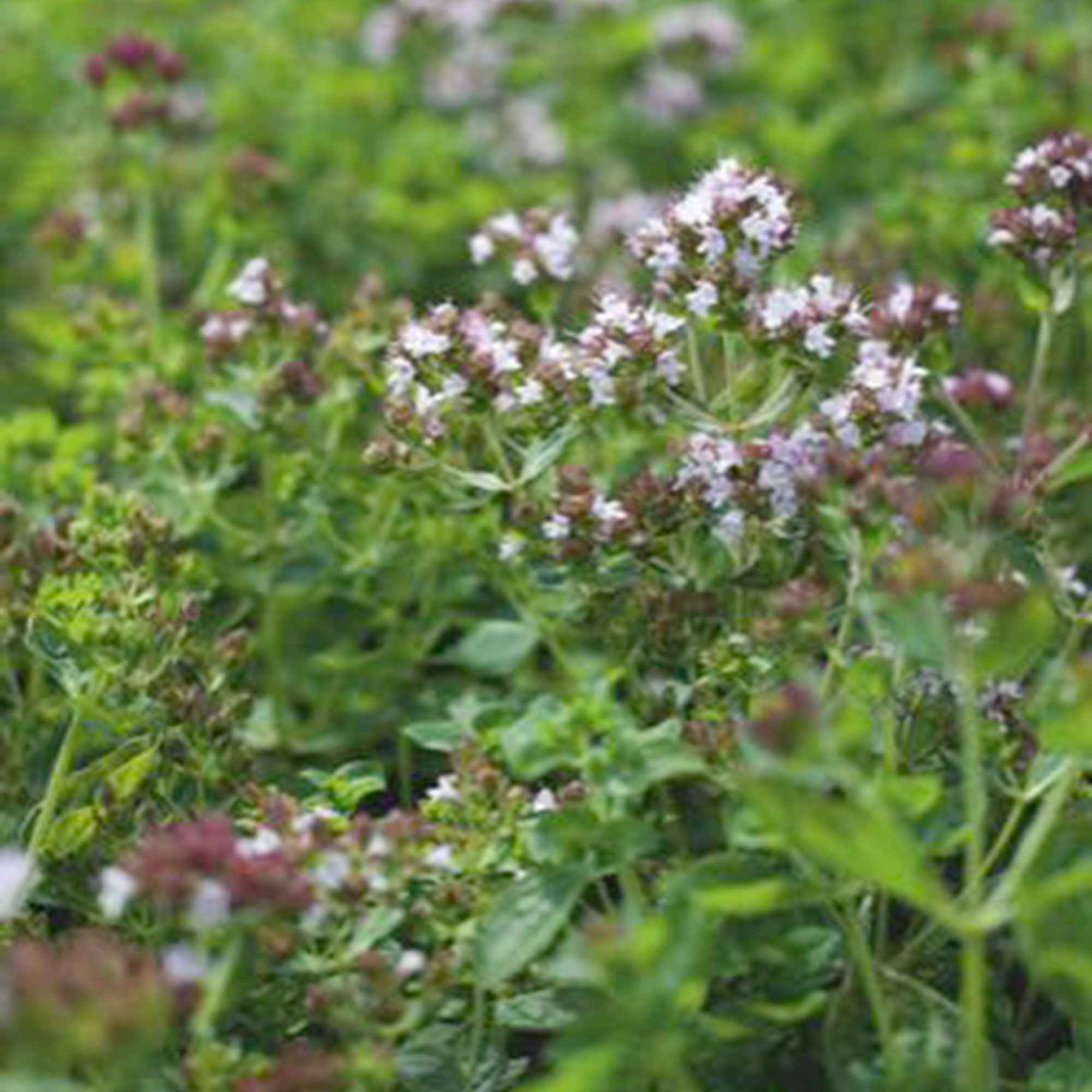 Oregano Bio