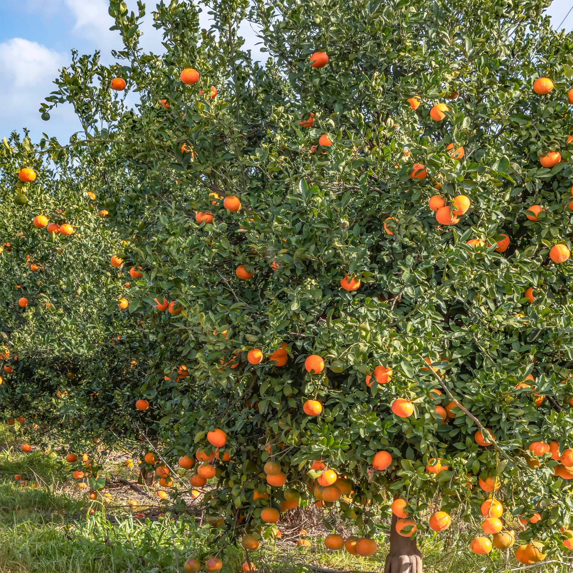 Mandarinenbaum