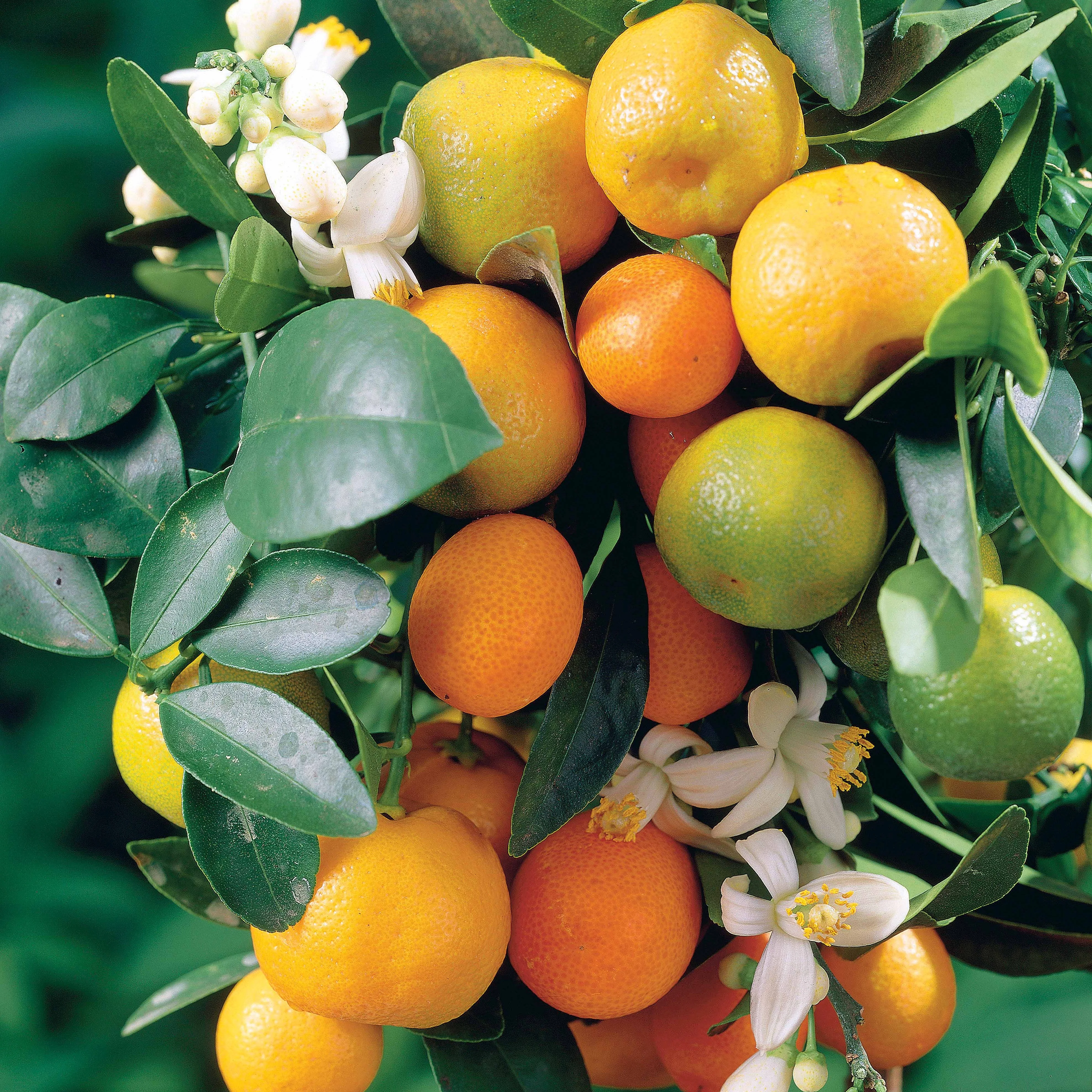Mandarinenbaum - Image 3