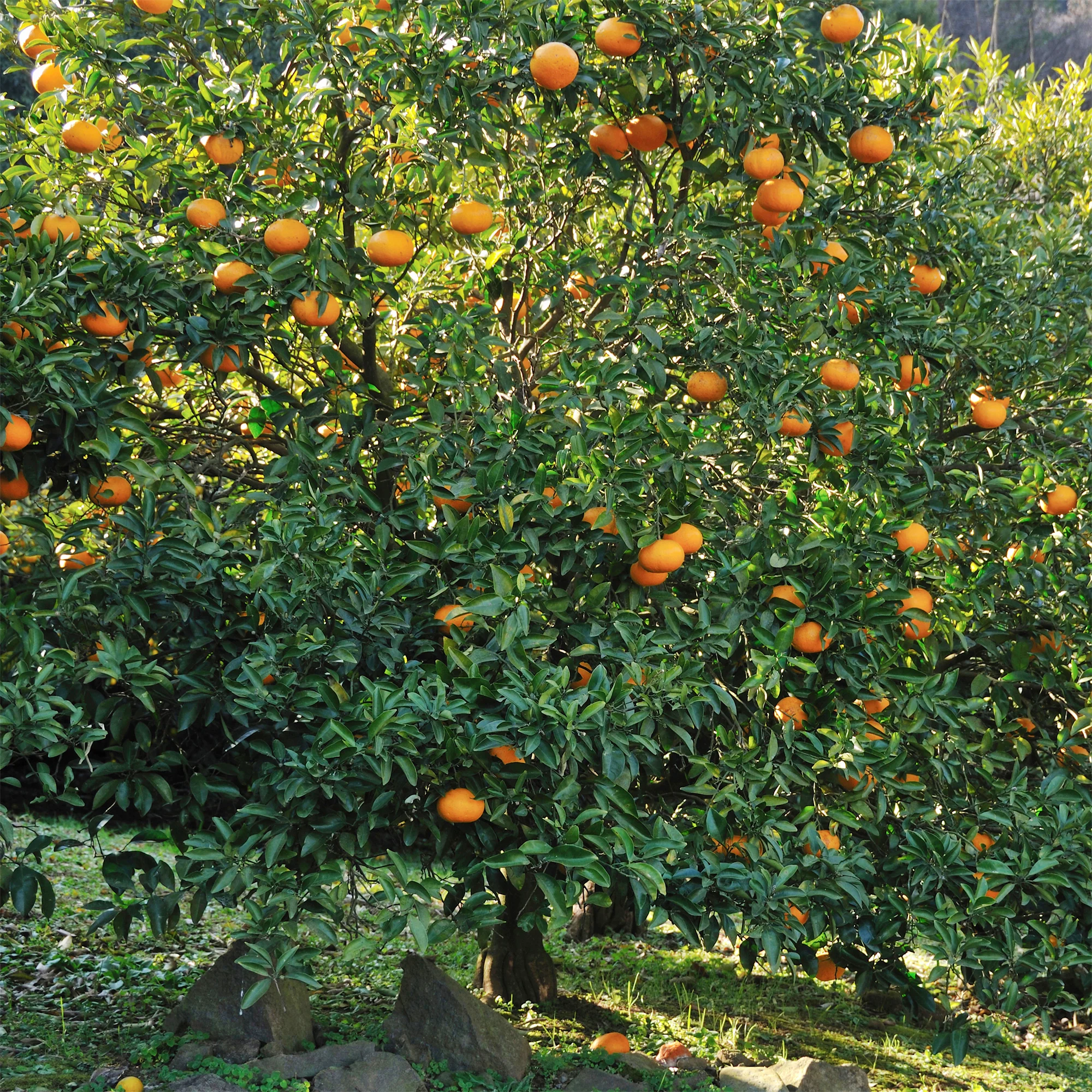 Mandarinenbaum - Image 4