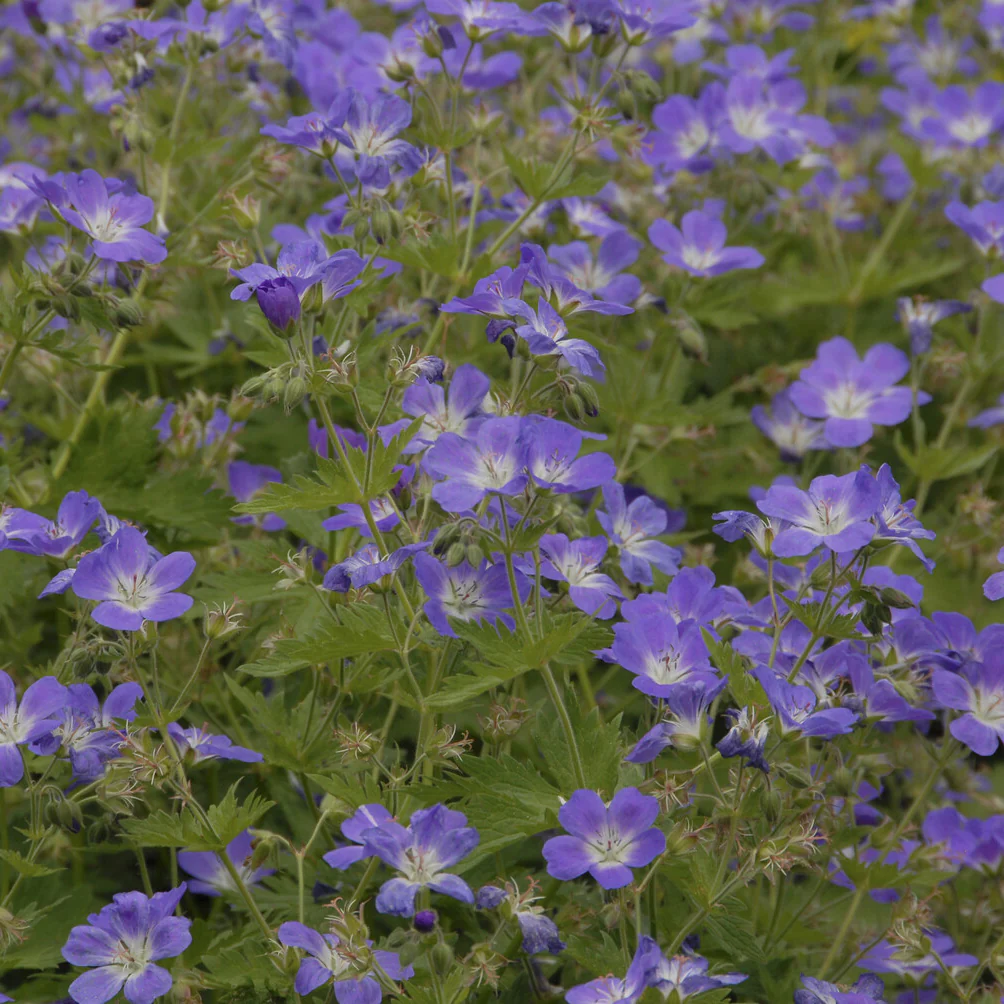 Wald-Storchschnabel ‘Mayflower’ - Image 2