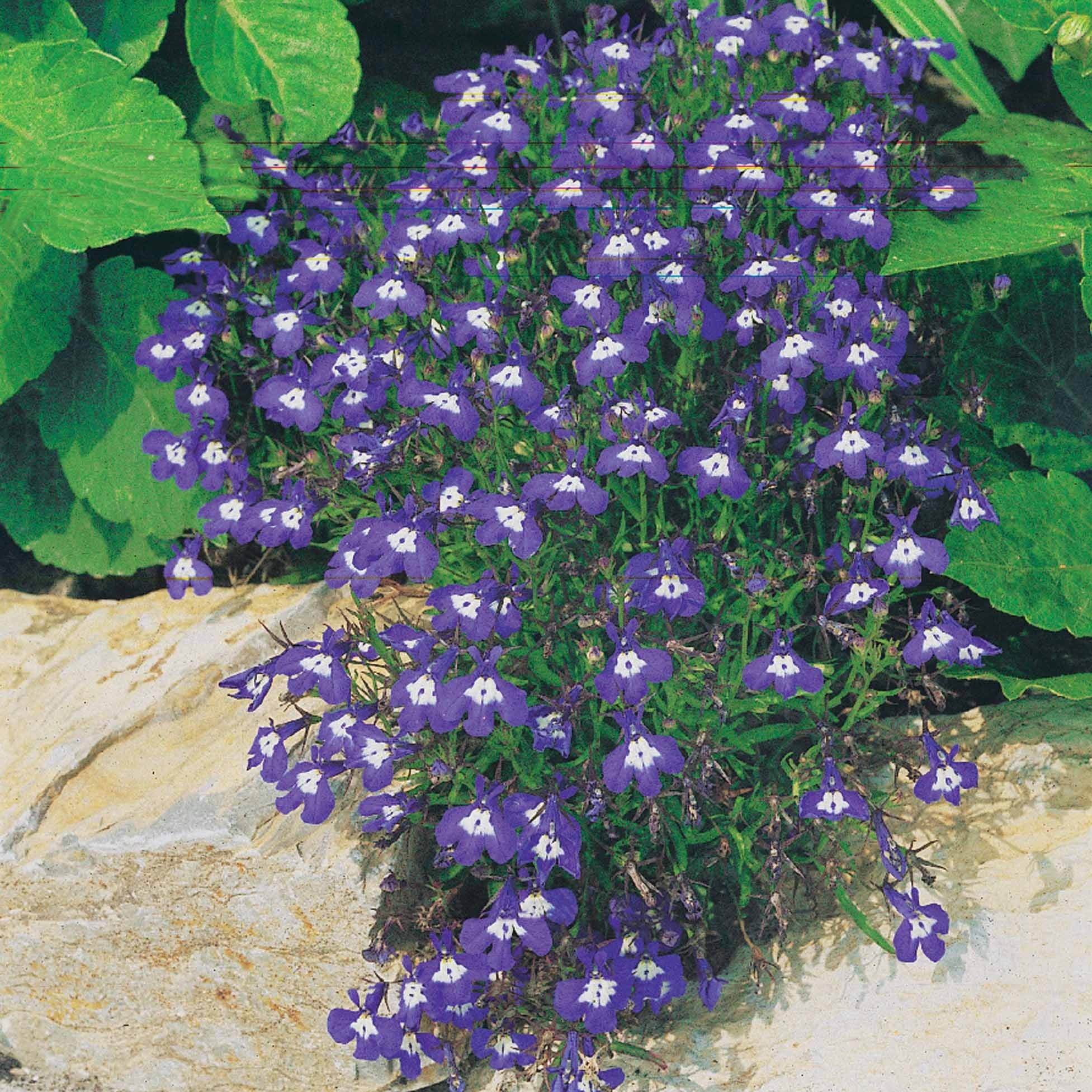 Pastell-Blumen Mischung (x3) - Image 3