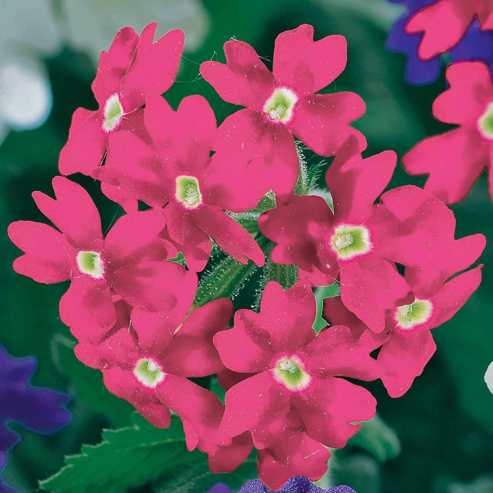 Pastell-Blumen Mischung (x3) - Image 5