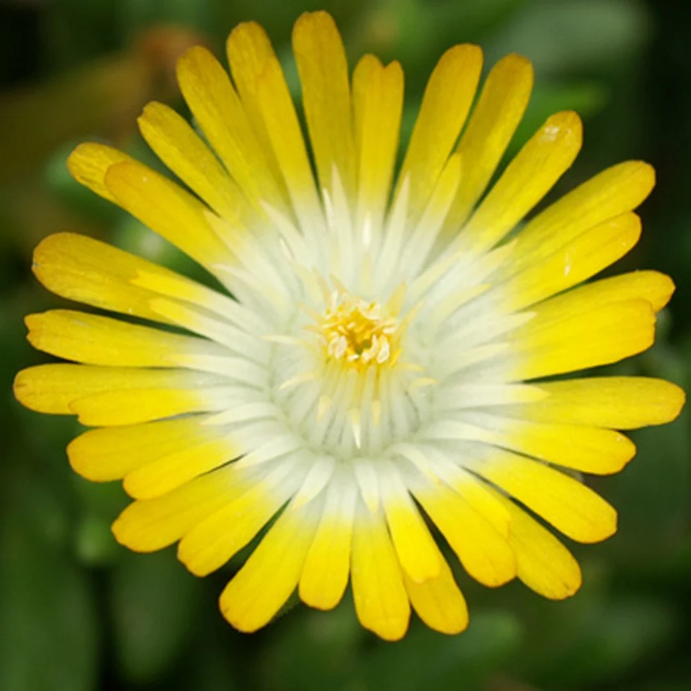Mittagsblume 'Jewel of Desert Peridott' - Image 2