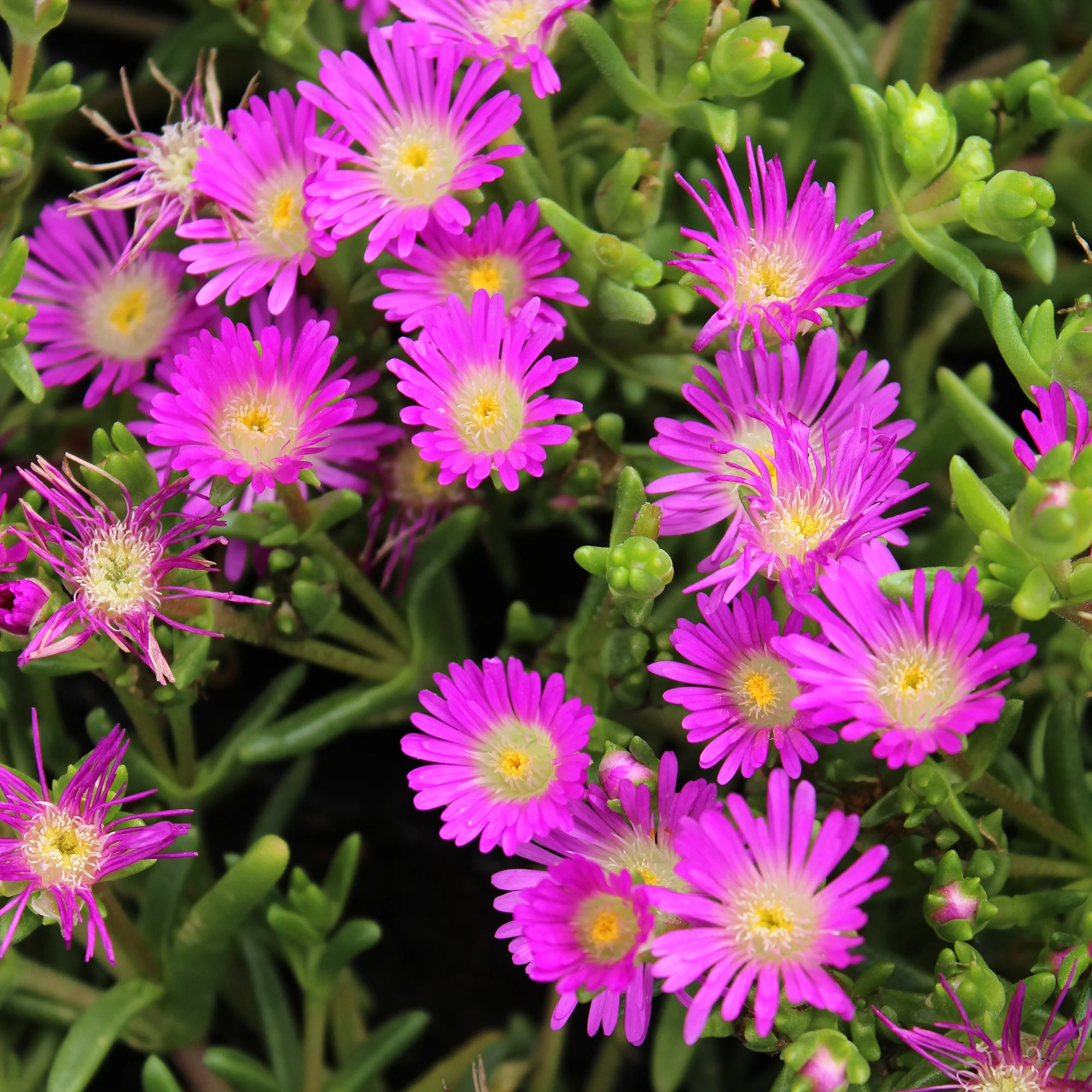 Mittagsblume Wheels of Wonder® Violet