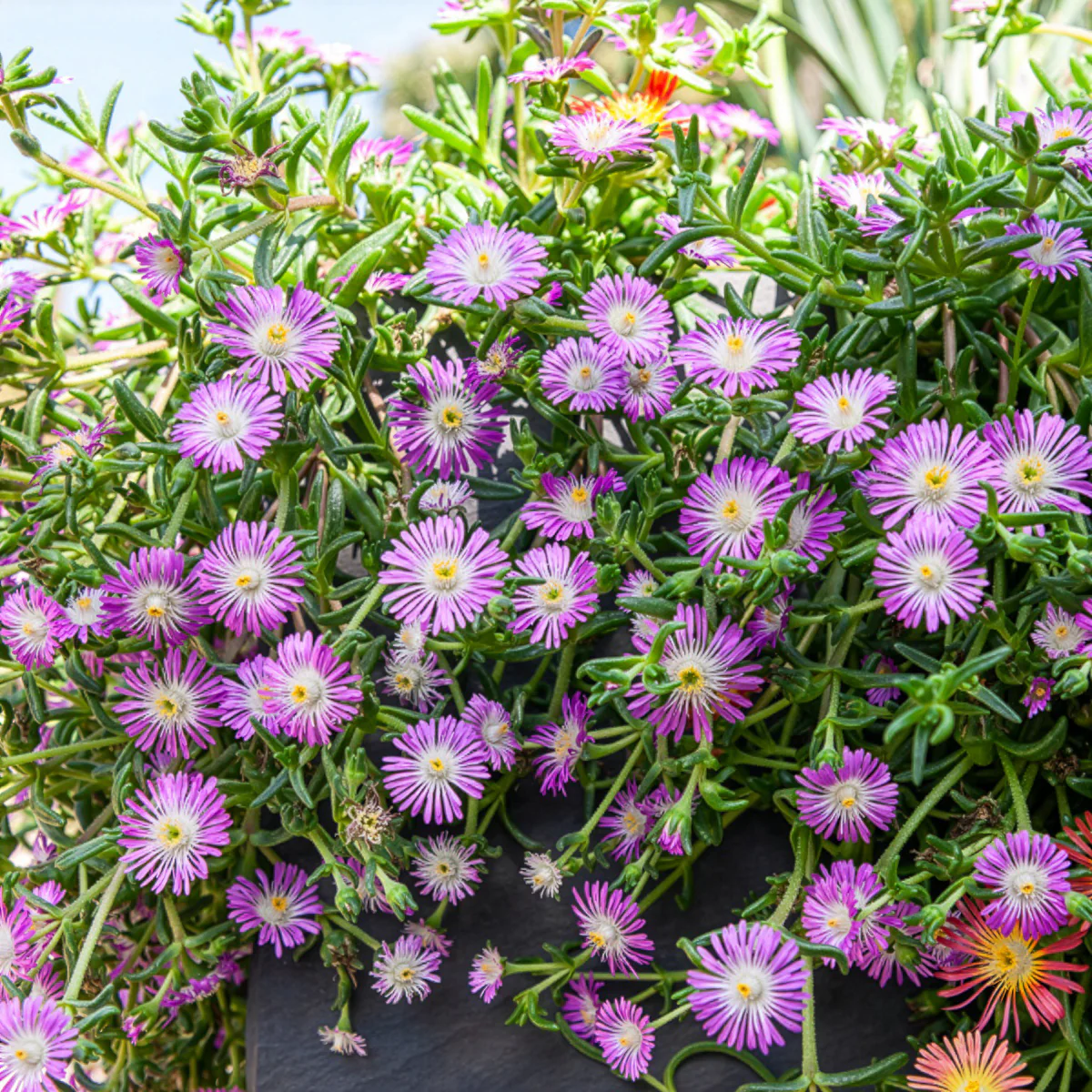 Mittagsblume Wheels of Wonder® Violet - Image 2
