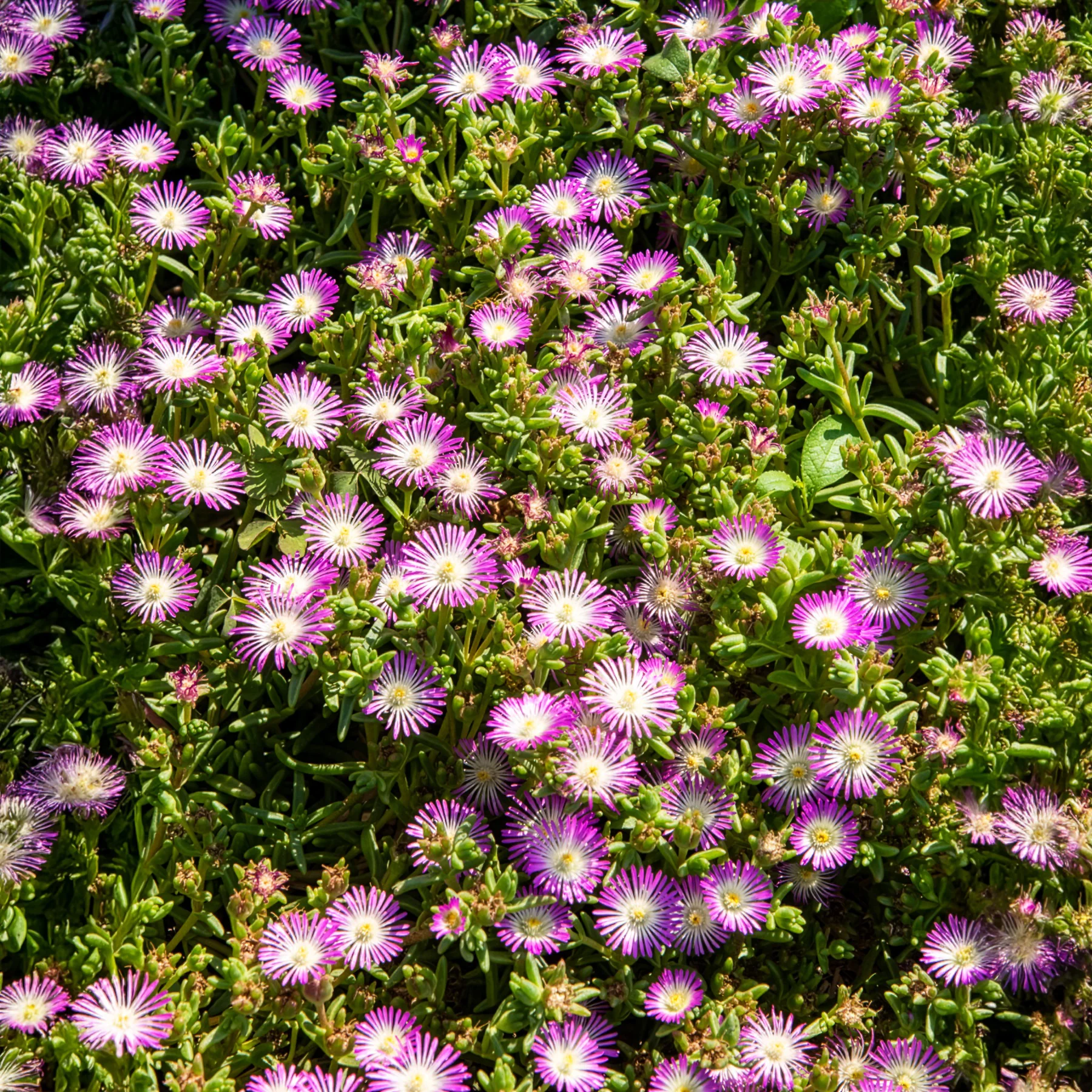 Mittagsblume Wheels of Wonder® Violet - Image 3