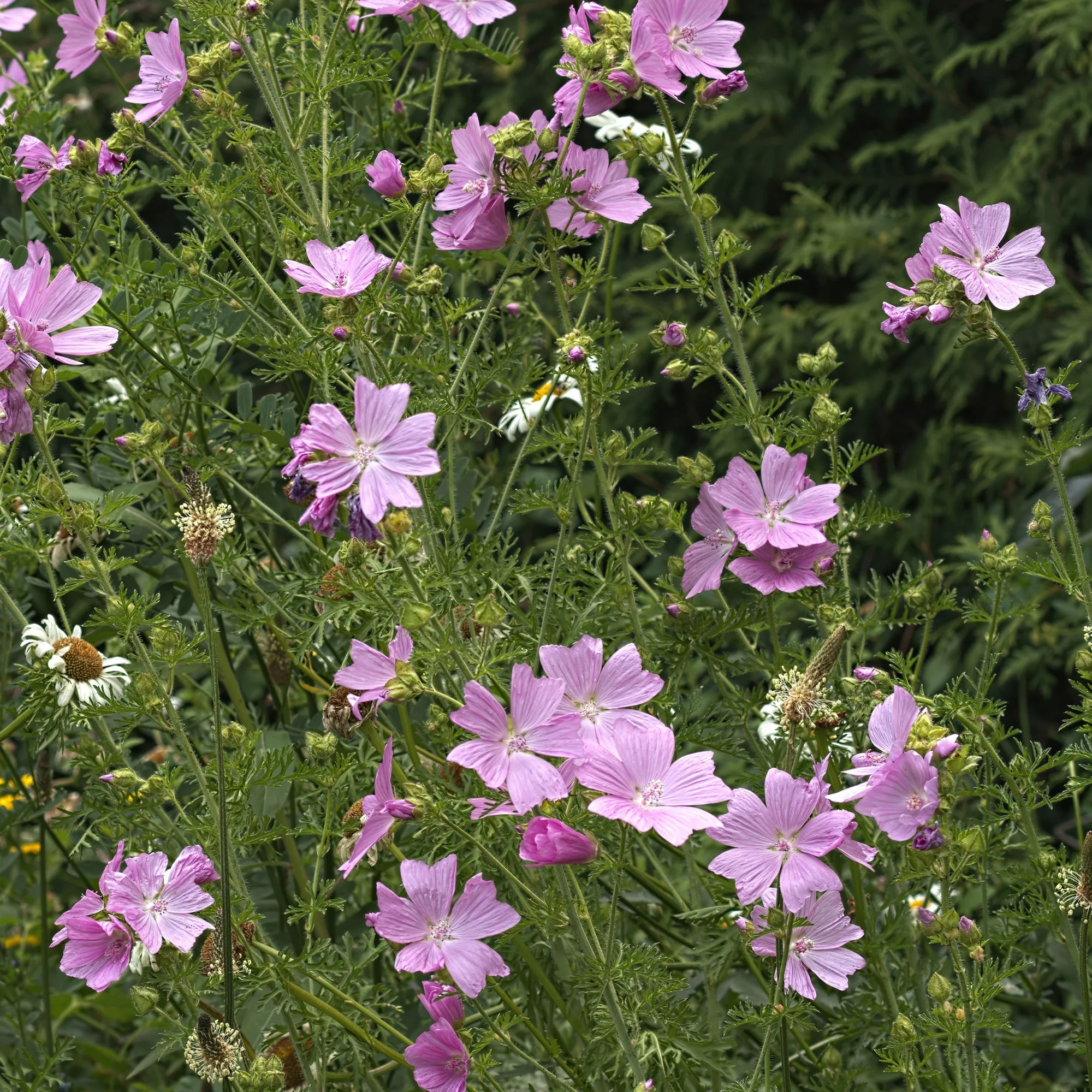 Moschus-Malve 'Rosea' - Image 3