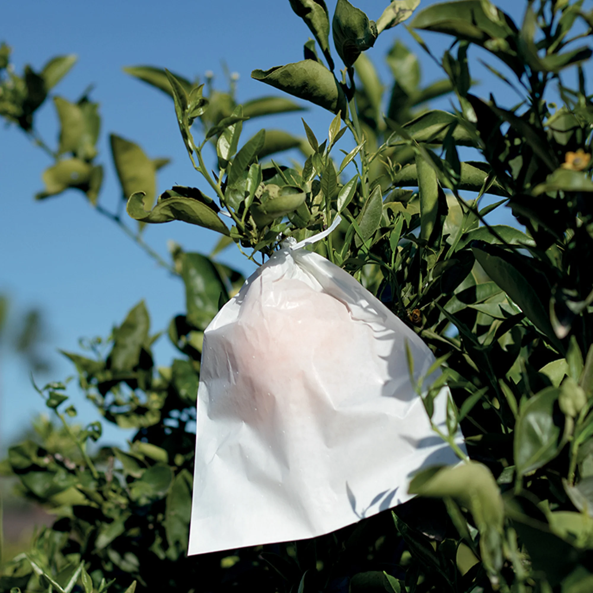 Obstbeutel - Image 3
