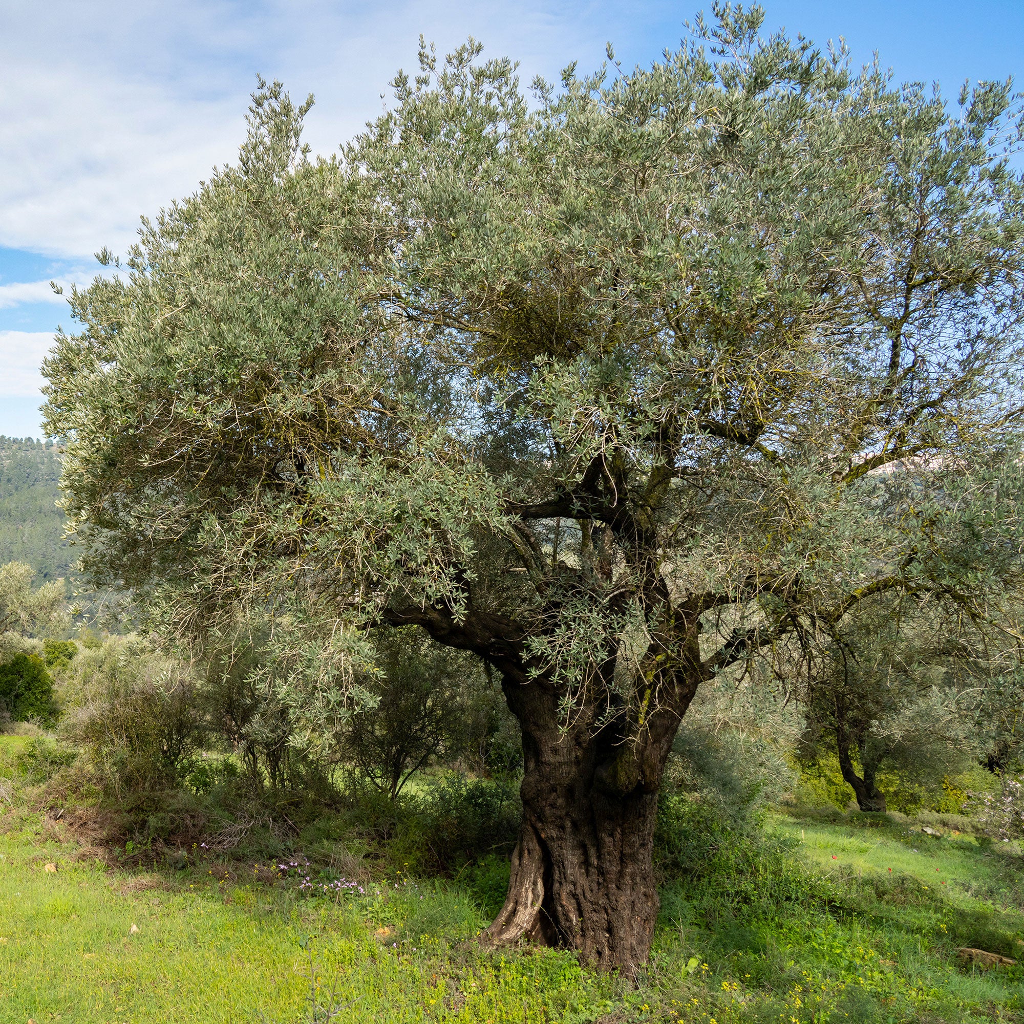 Olivenbaum - Image 6