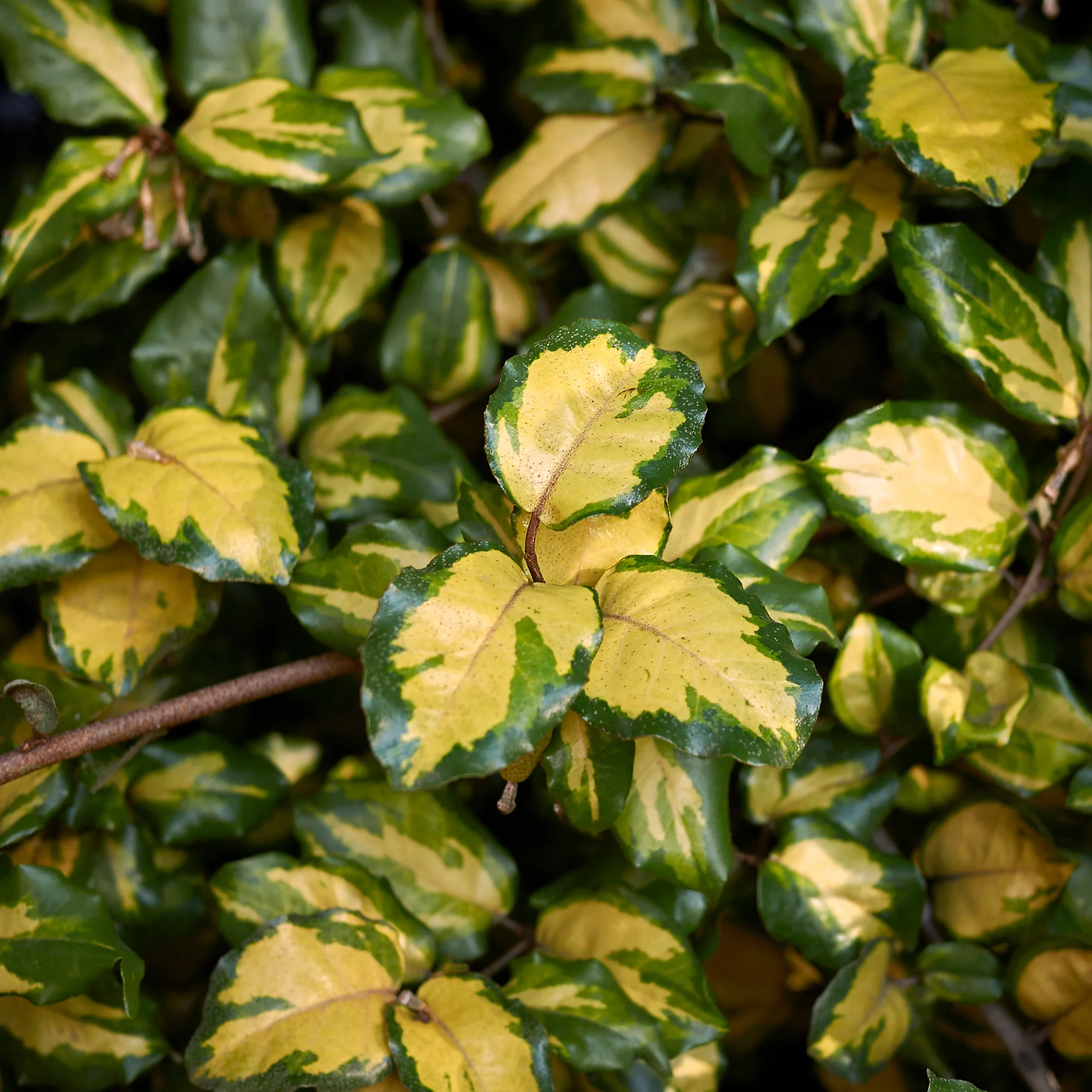 Silber-Ölweide ‘Maculata’ - Image 3