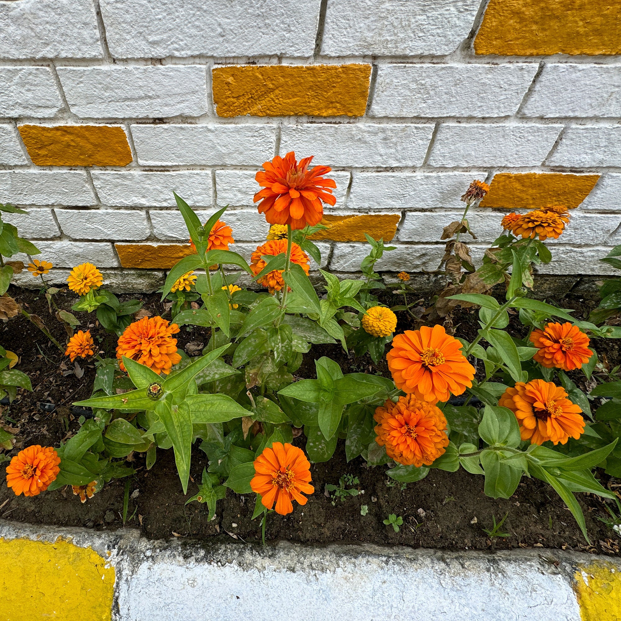 orange Zinnie - Image 2
